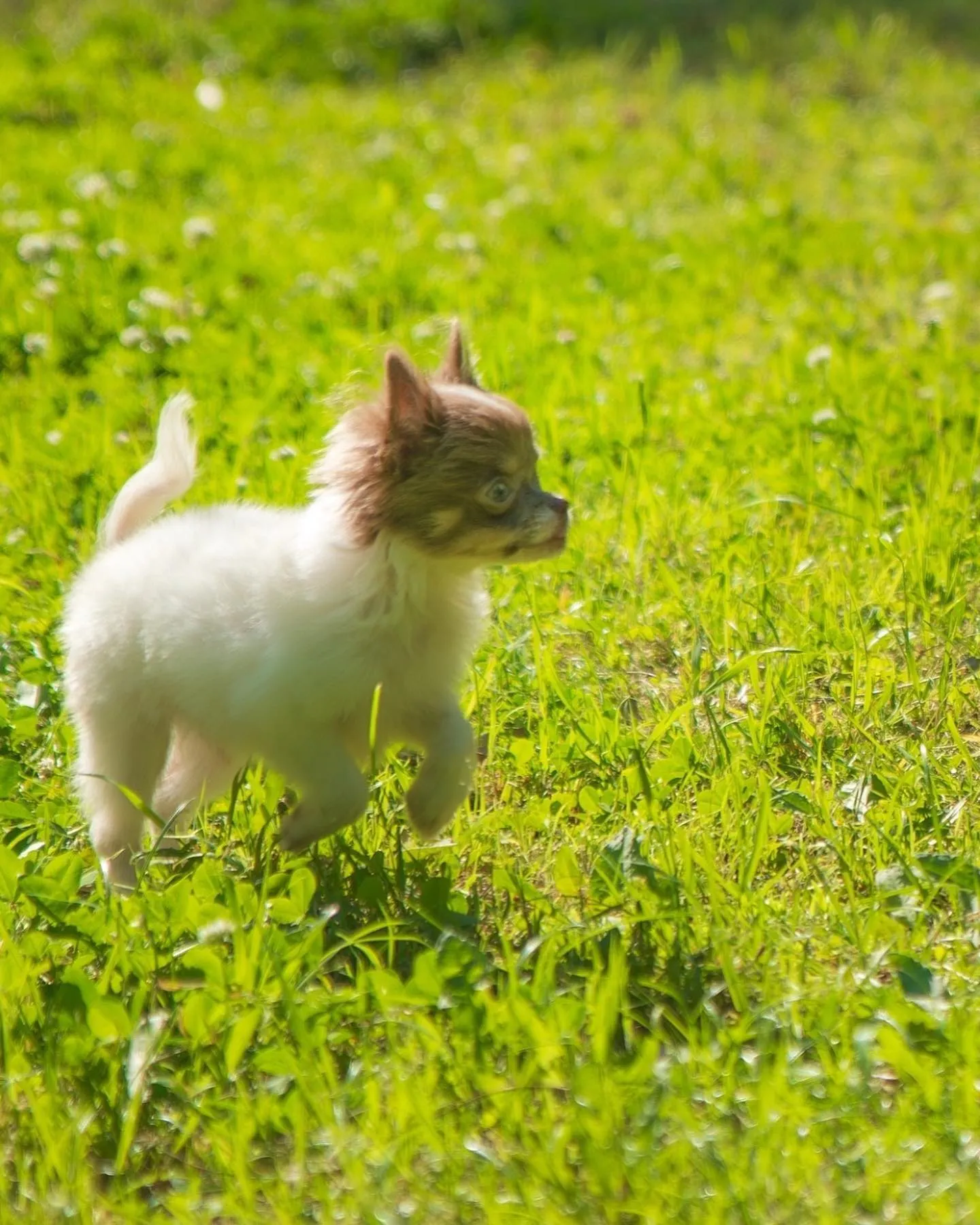 チワワイザベラパーティの男の子🐾