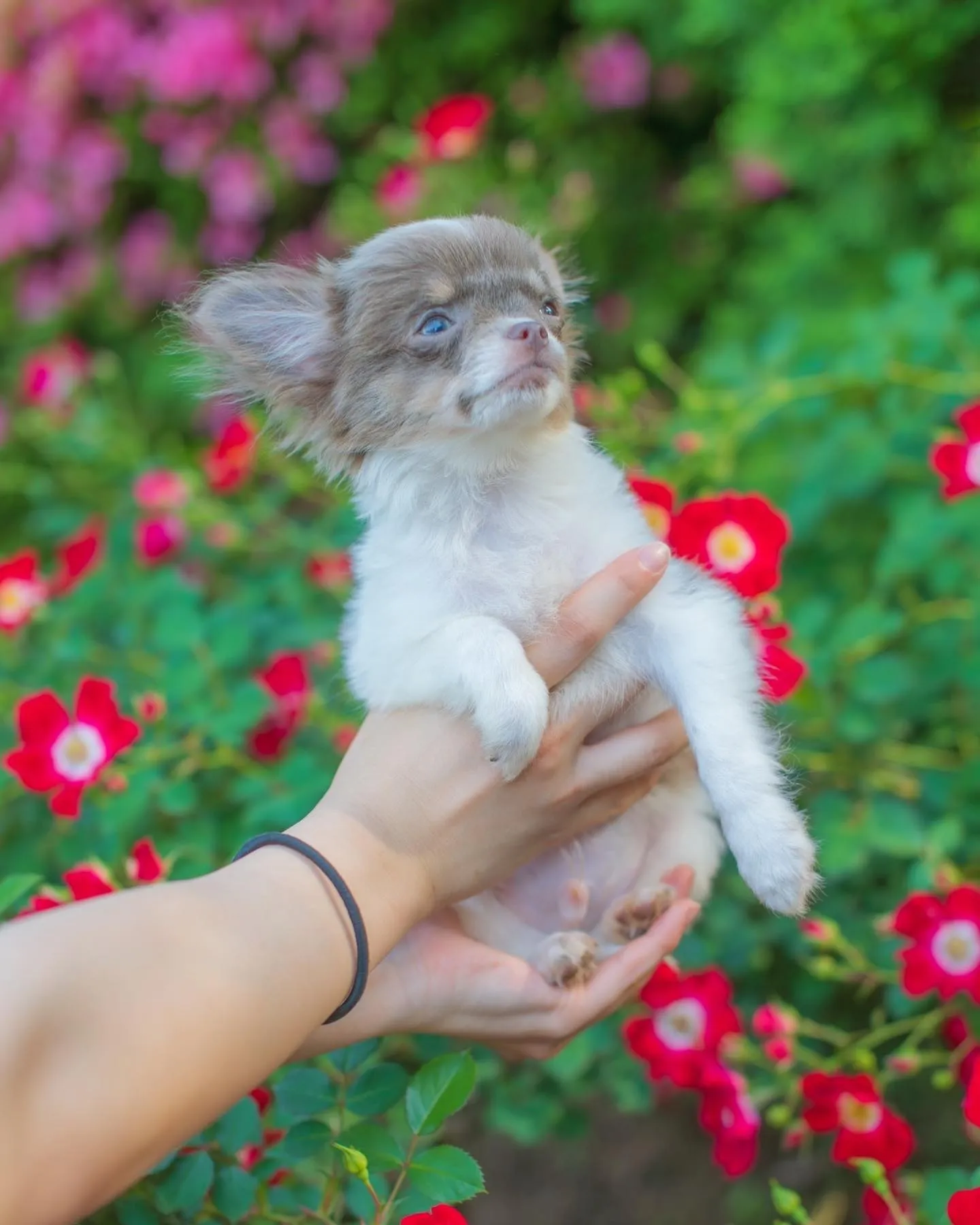 チワワイザベラパーティの男の子🐾