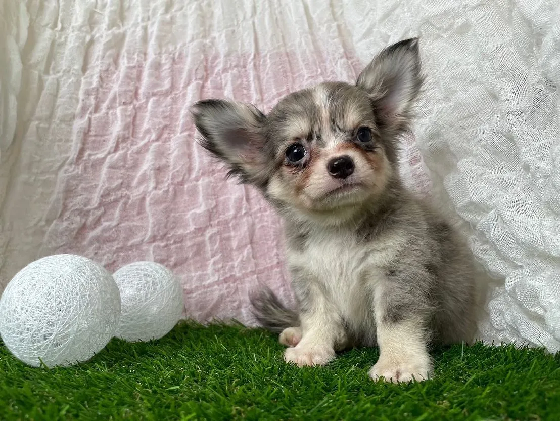 チワワマールカラーの男の子🐣💕