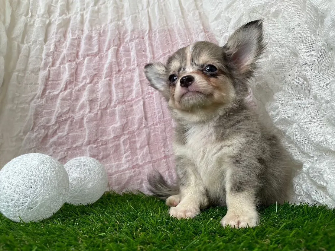 チワワマールカラーの男の子🐣💕