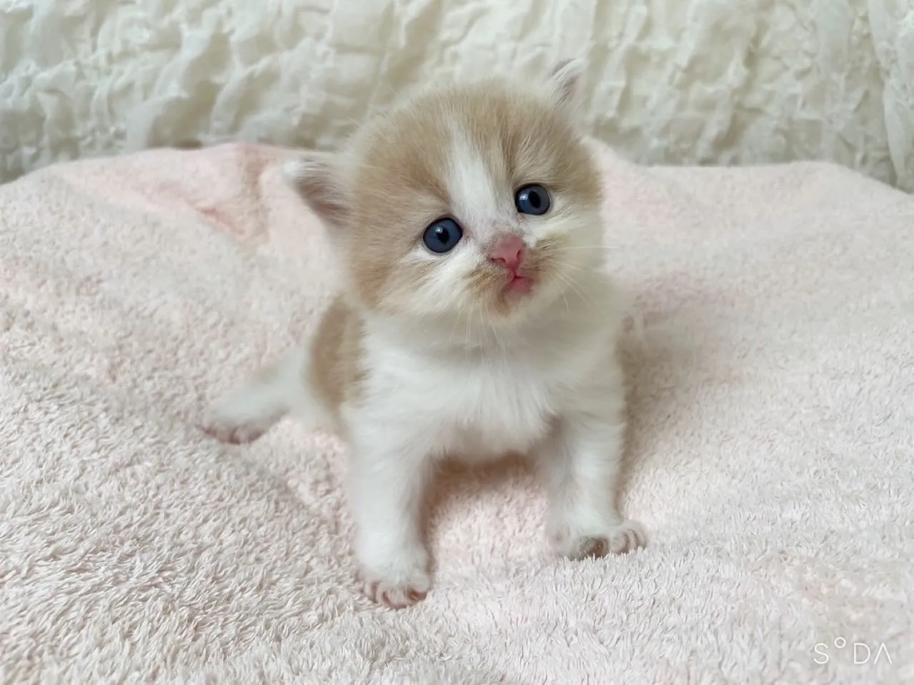 マンチカンの男の子🩵