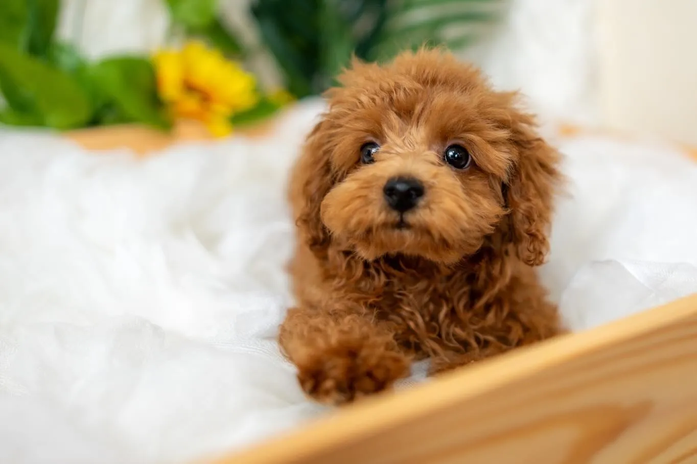 タイニープードルの男の子🐩