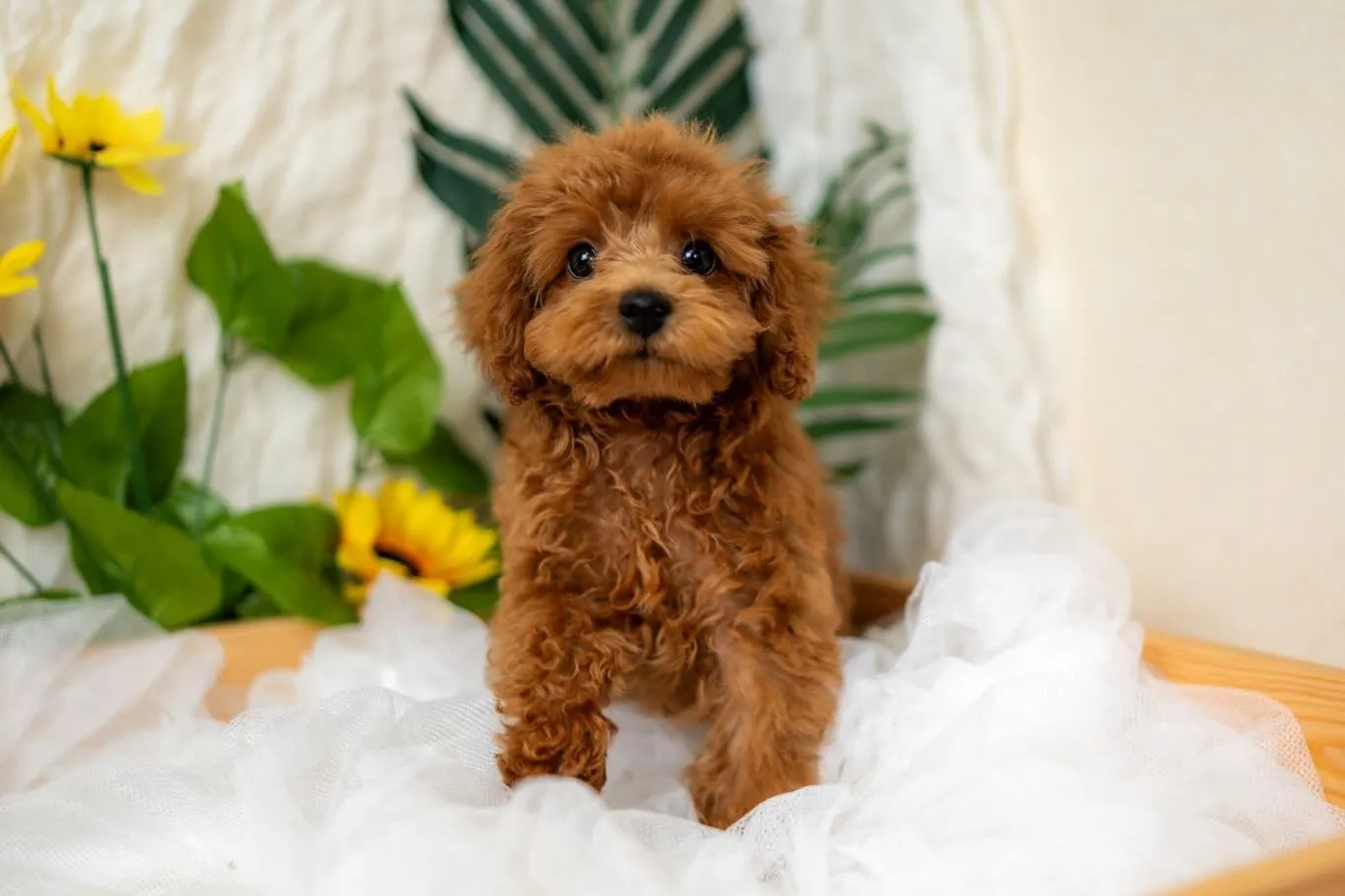 タイニープードルの男の子🐩