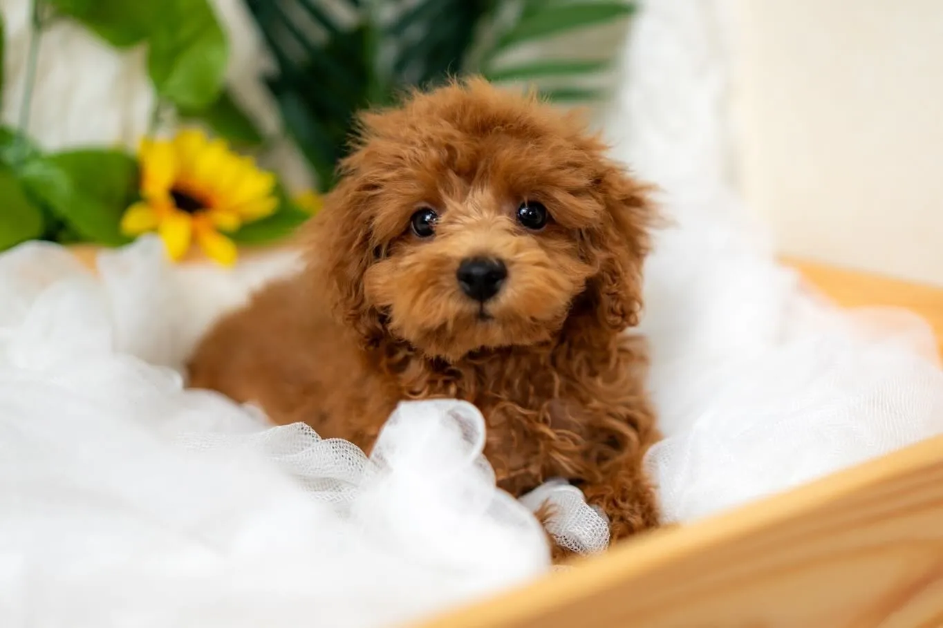 タイニープードルの男の子🐩