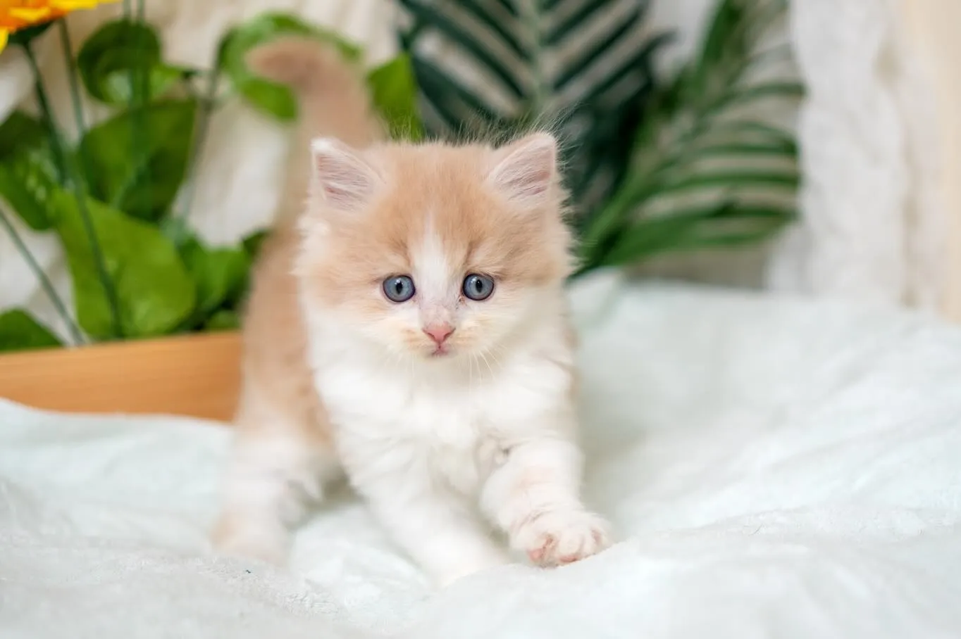 マンチカンの子猫🐱