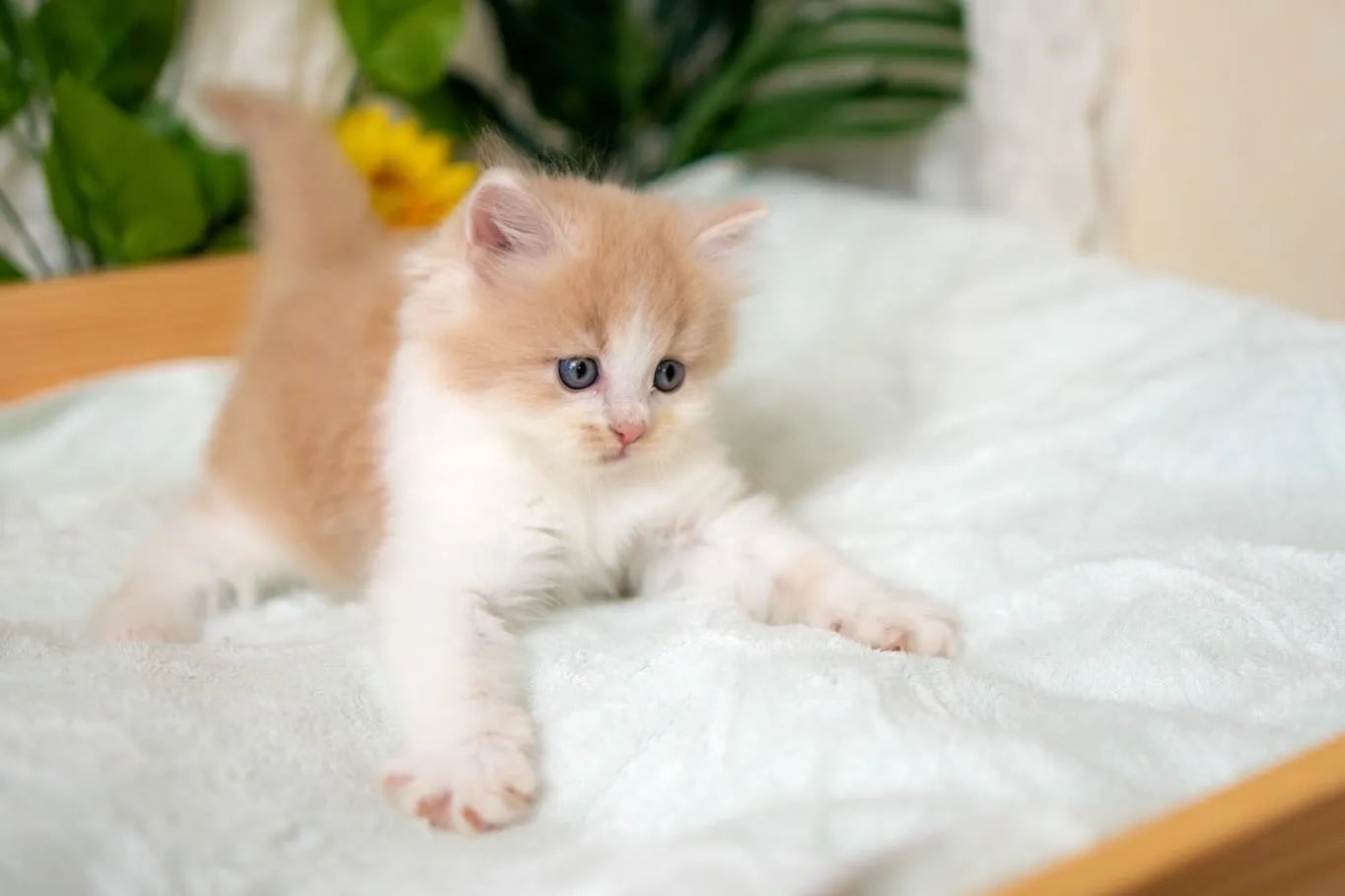 マンチカンの子猫🐱