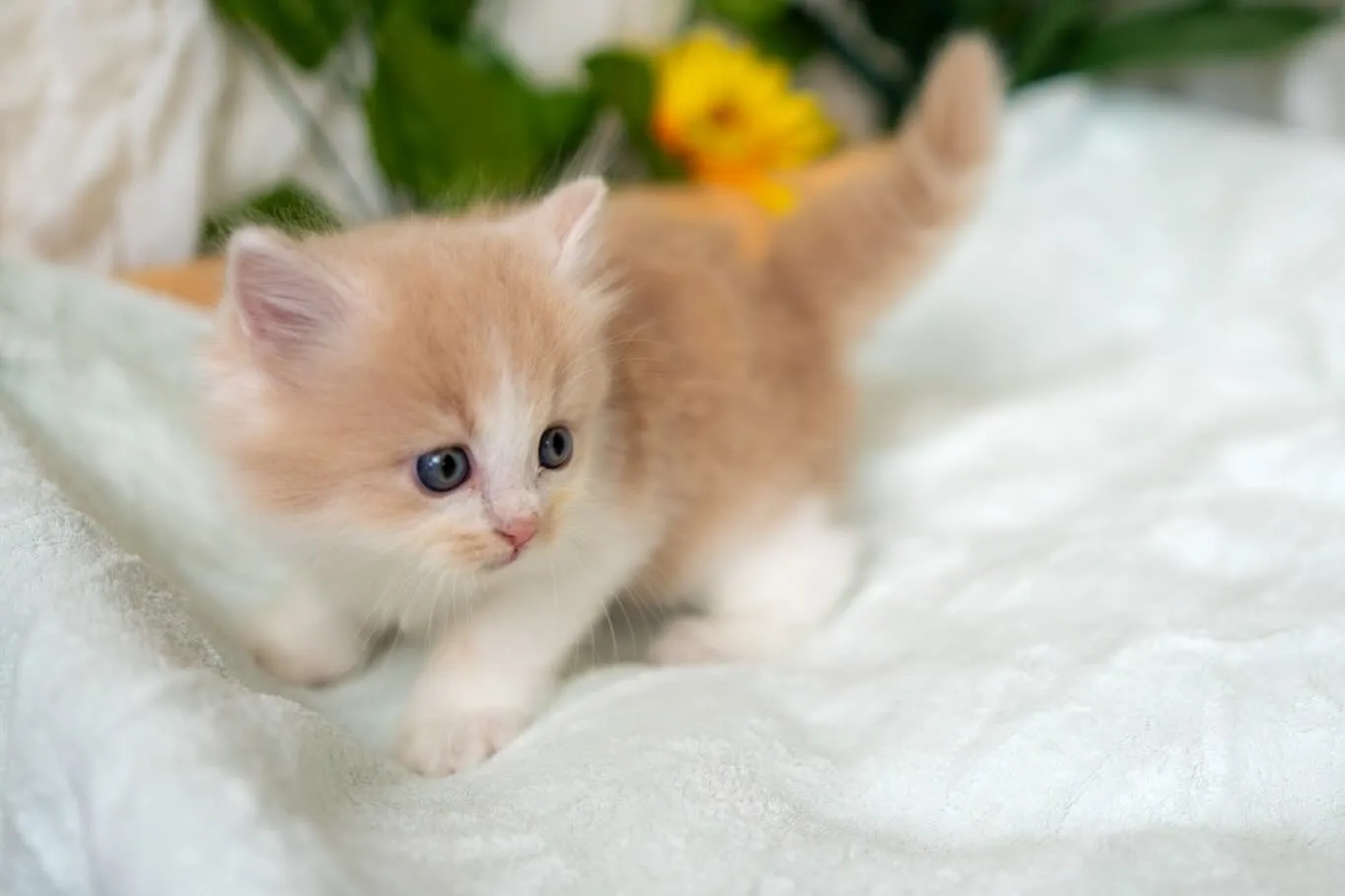 マンチカンの子猫🐱