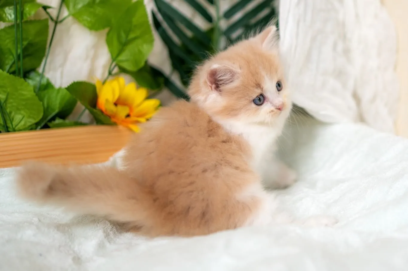 マンチカンの子猫🐱