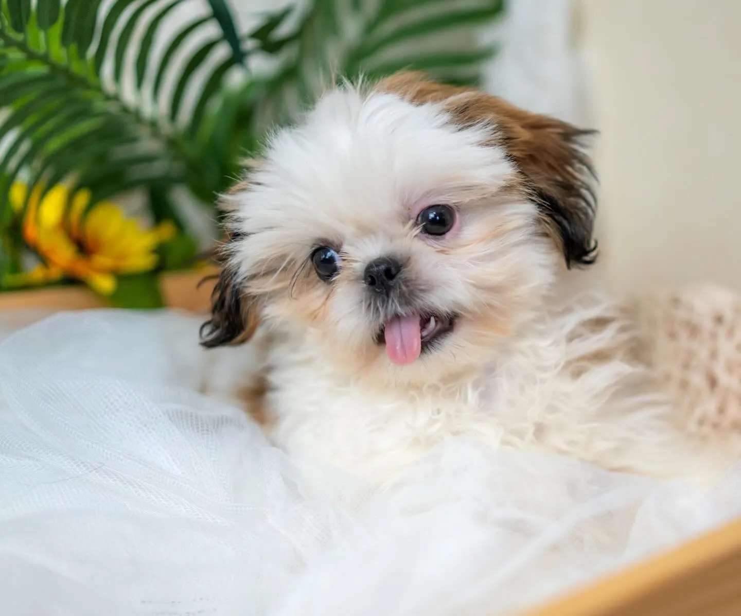 シーズー×ペキニーズの子犬🐶