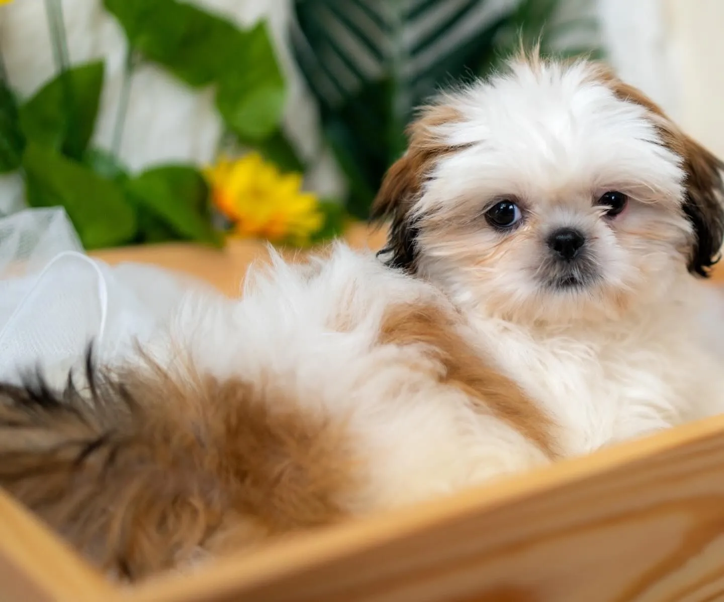 シーズー×ペキニーズの子犬🐶