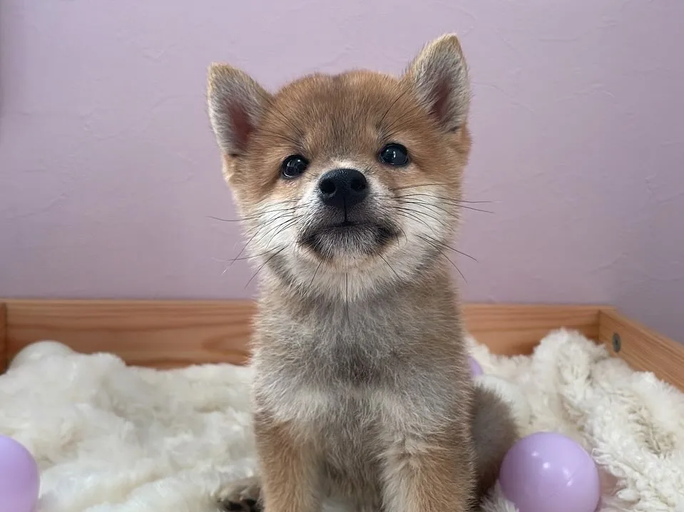 柴犬の子犬🐶