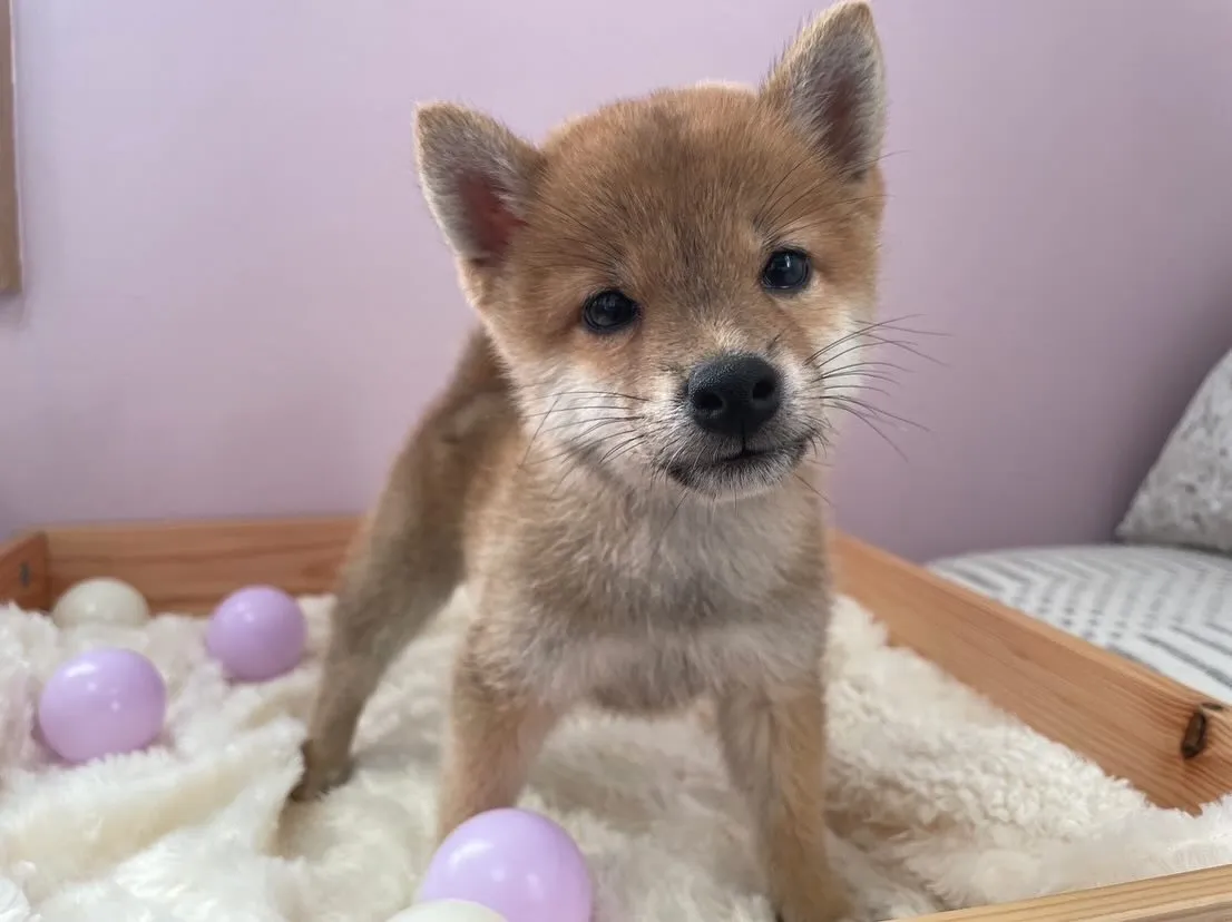 柴犬の子犬🐶