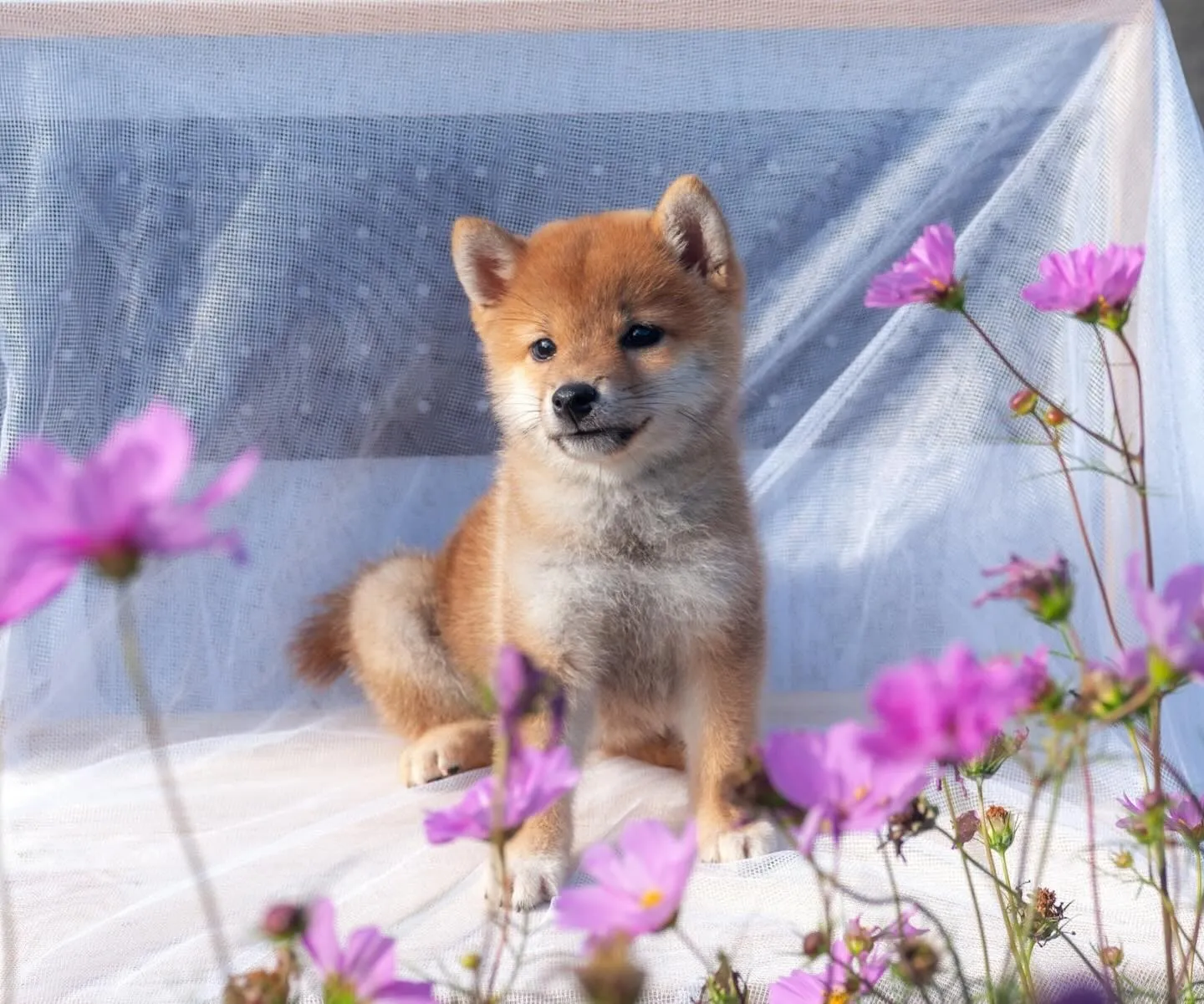 柴犬の女の子☀️