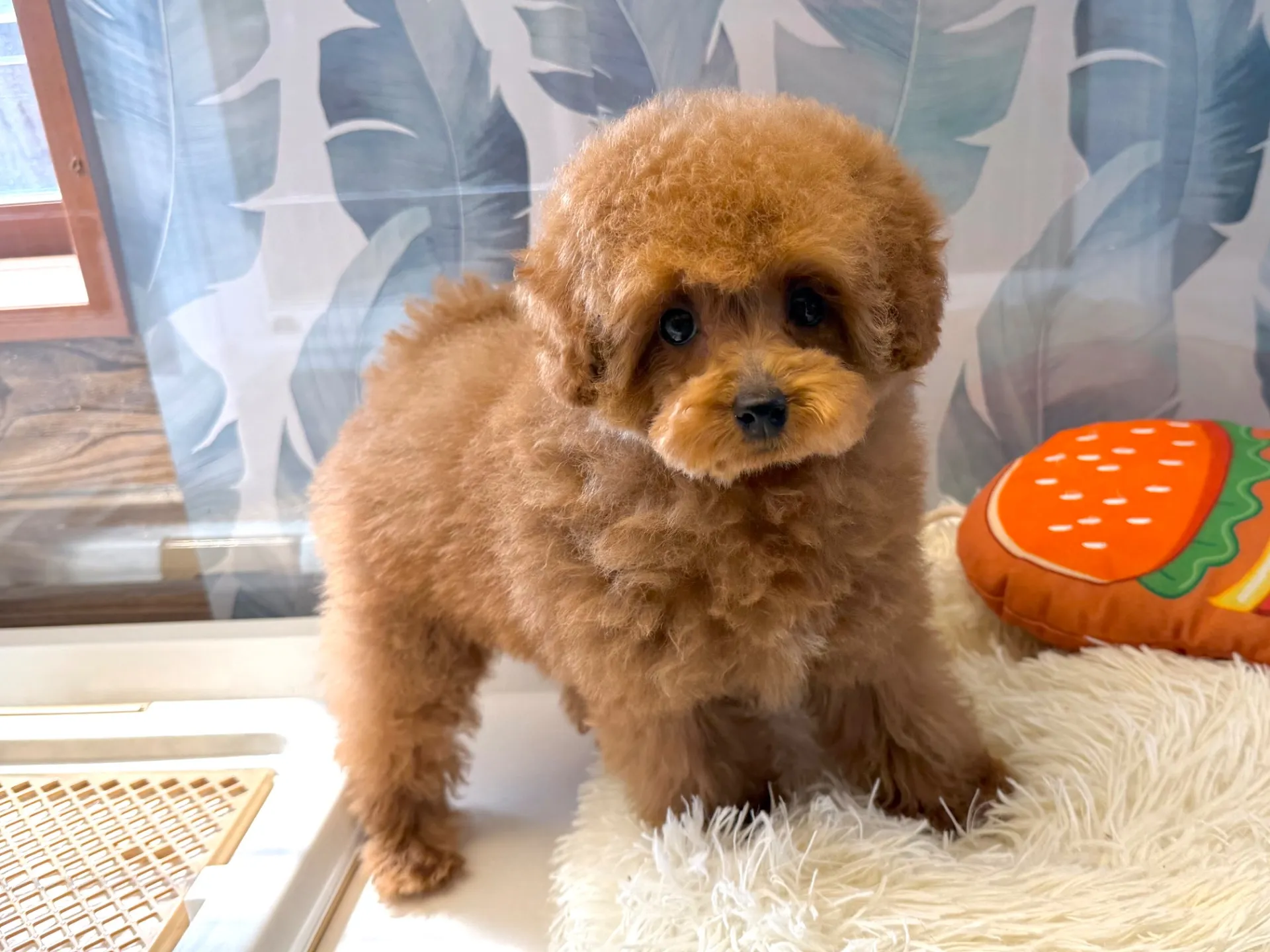 トイプードル♀