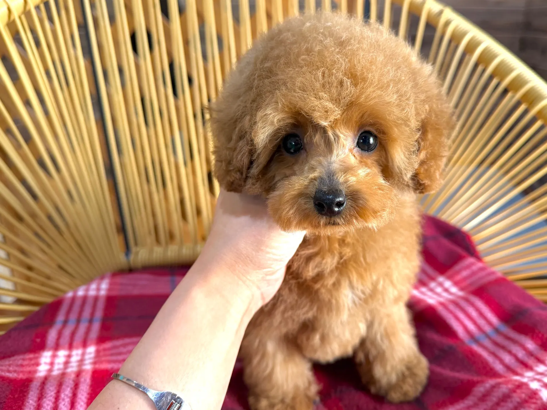 トイプードル♀