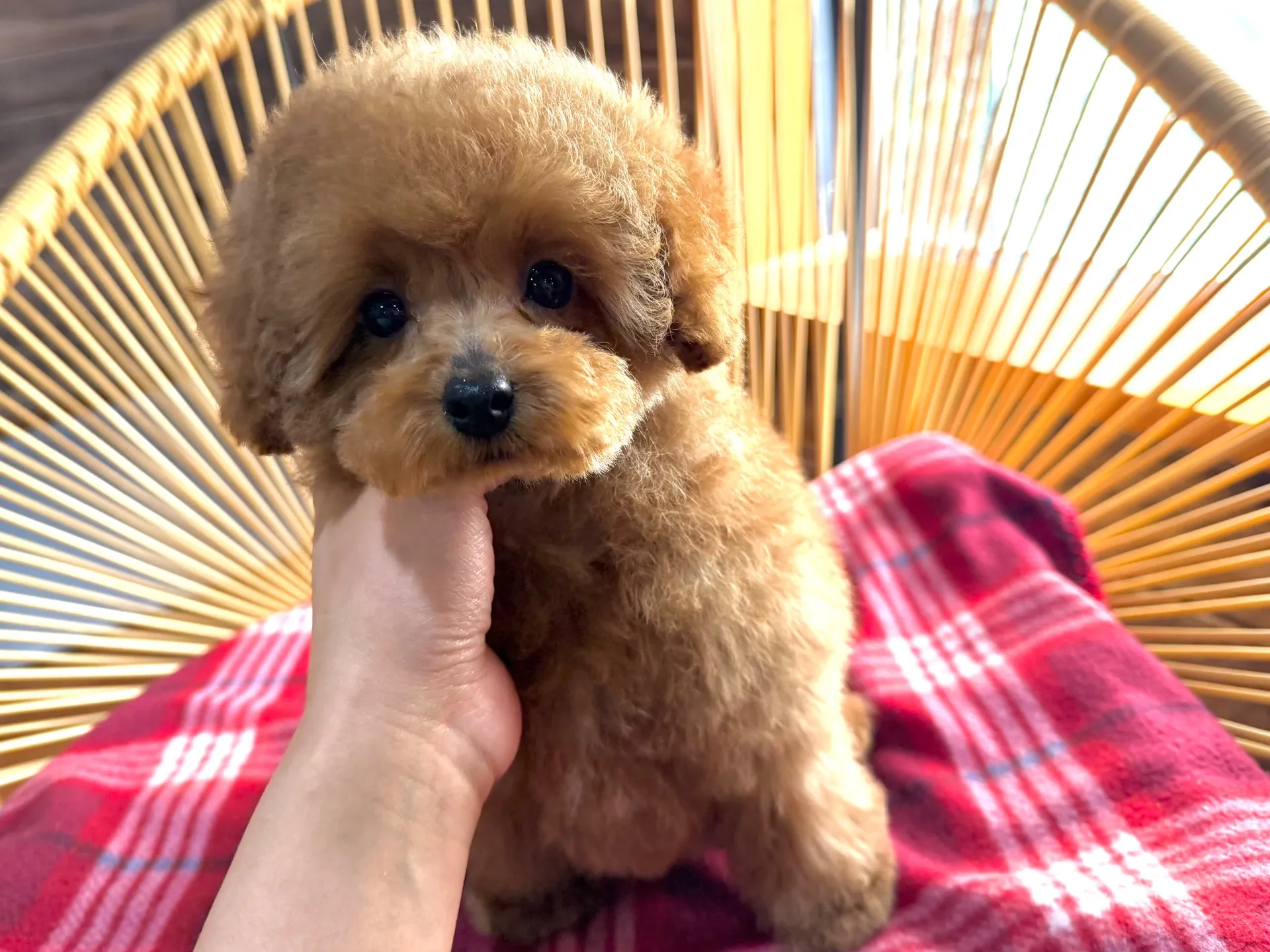 トイプードル♀