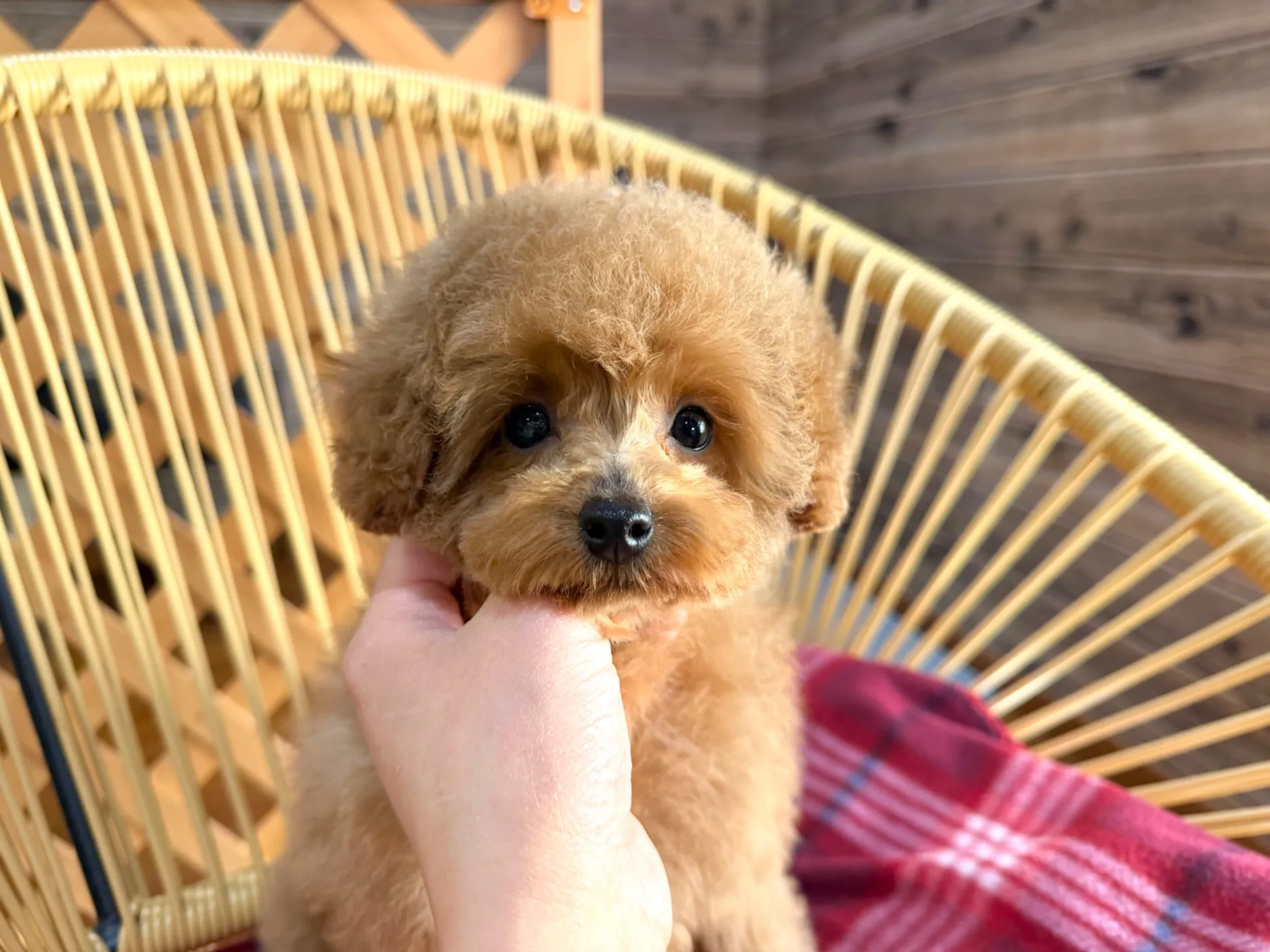 トイプードル♀