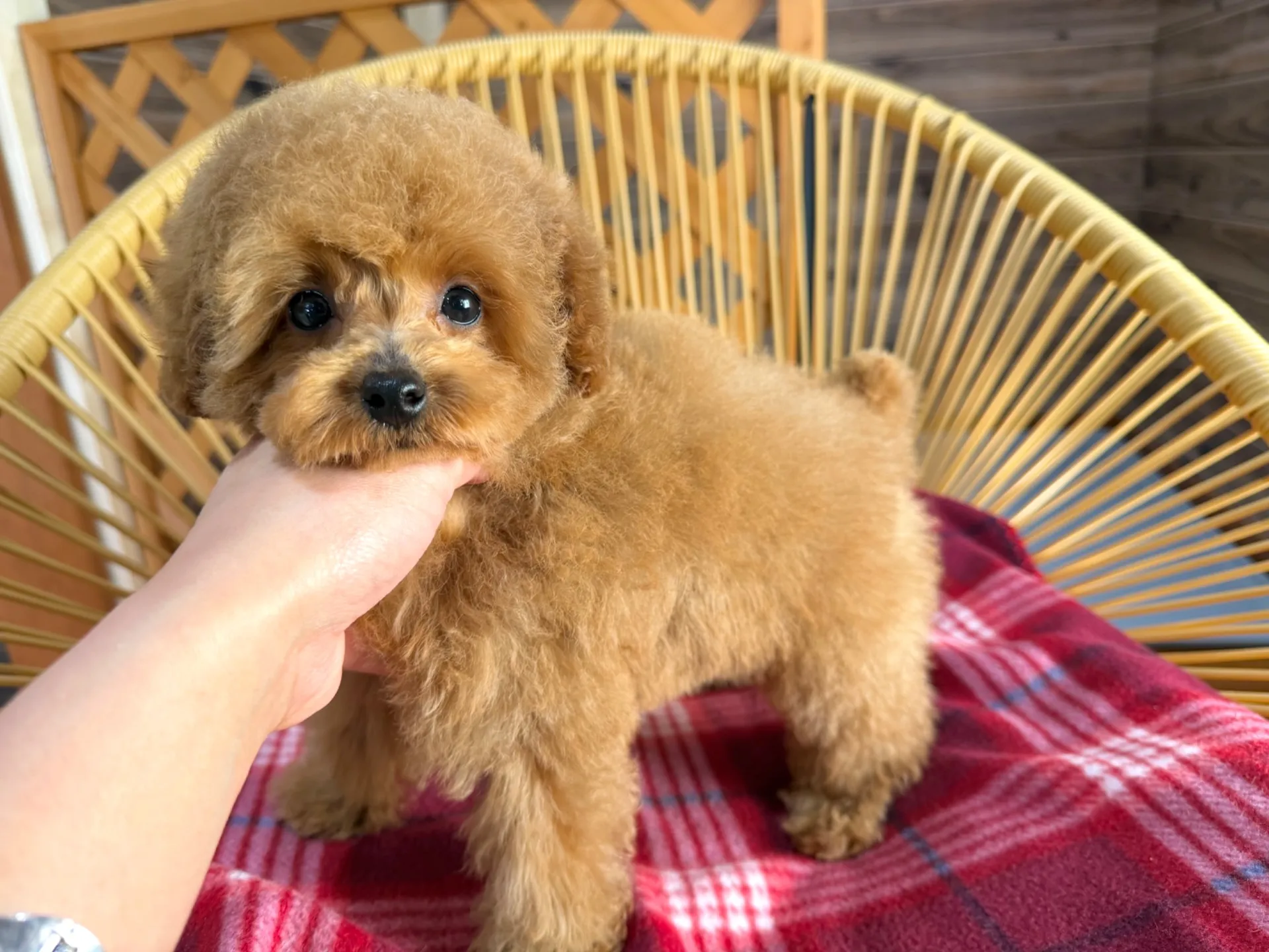 トイプードル♀