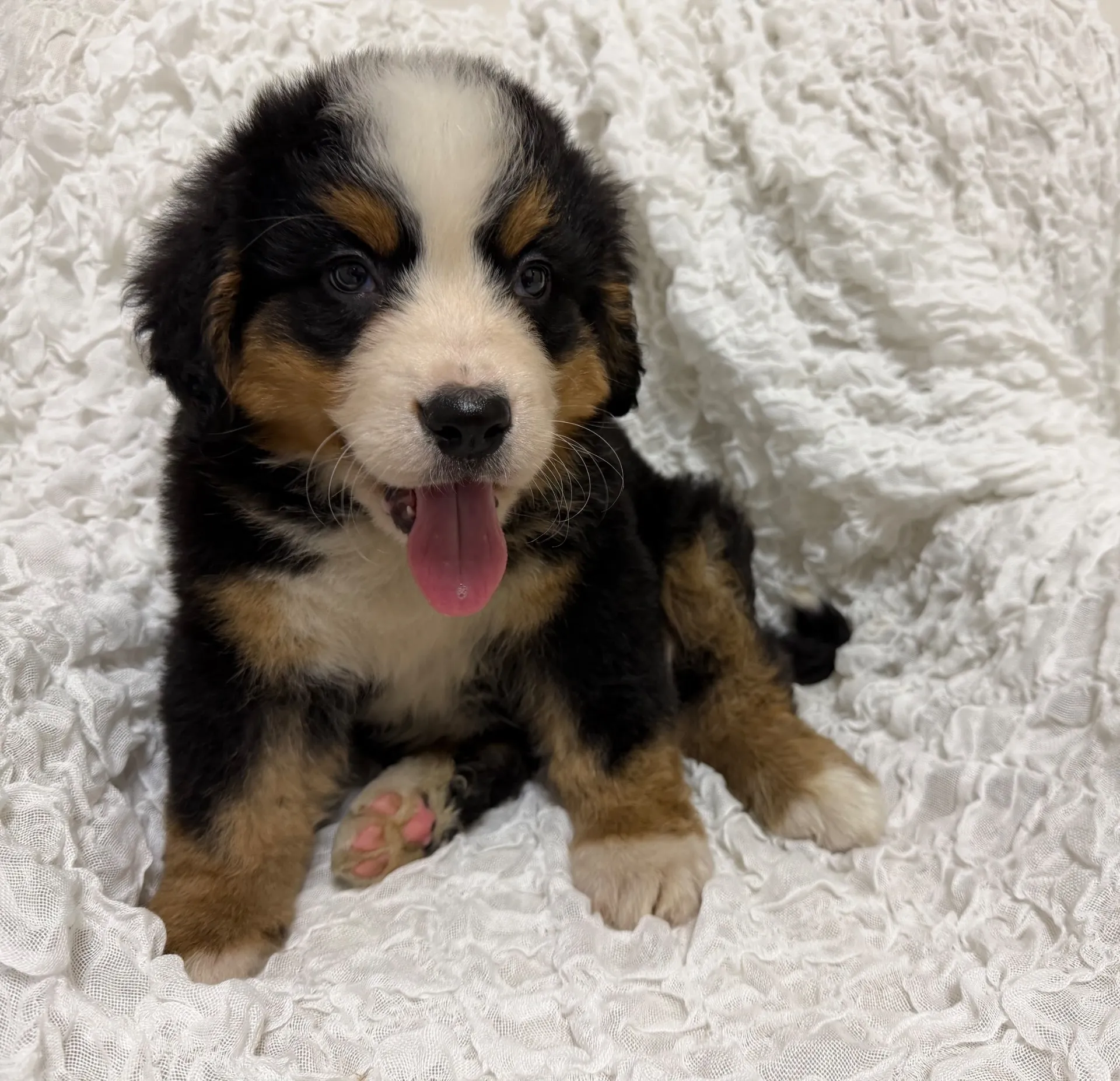 バーニーズマウンテンドッグ♀