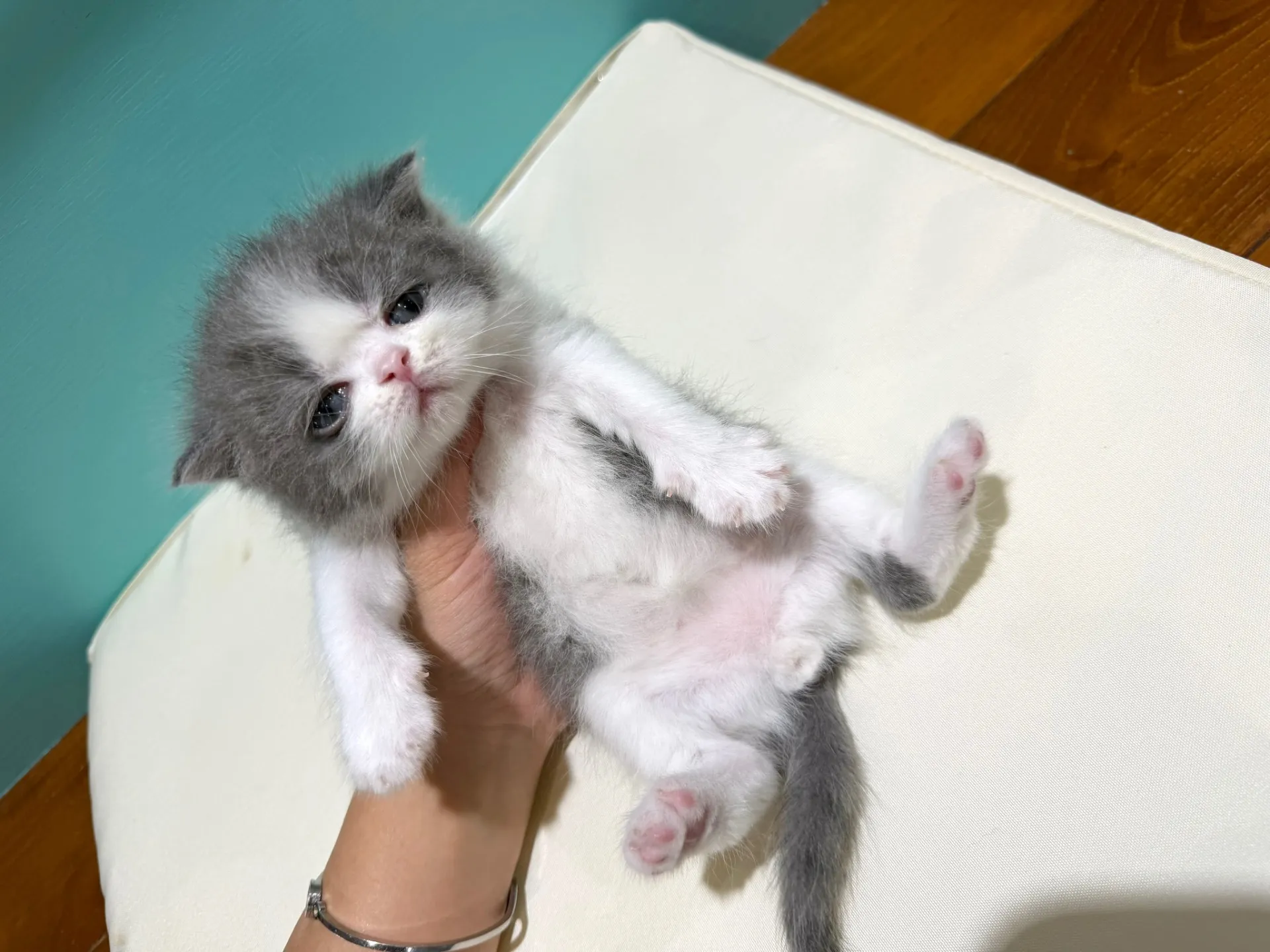 ミヌエット♂