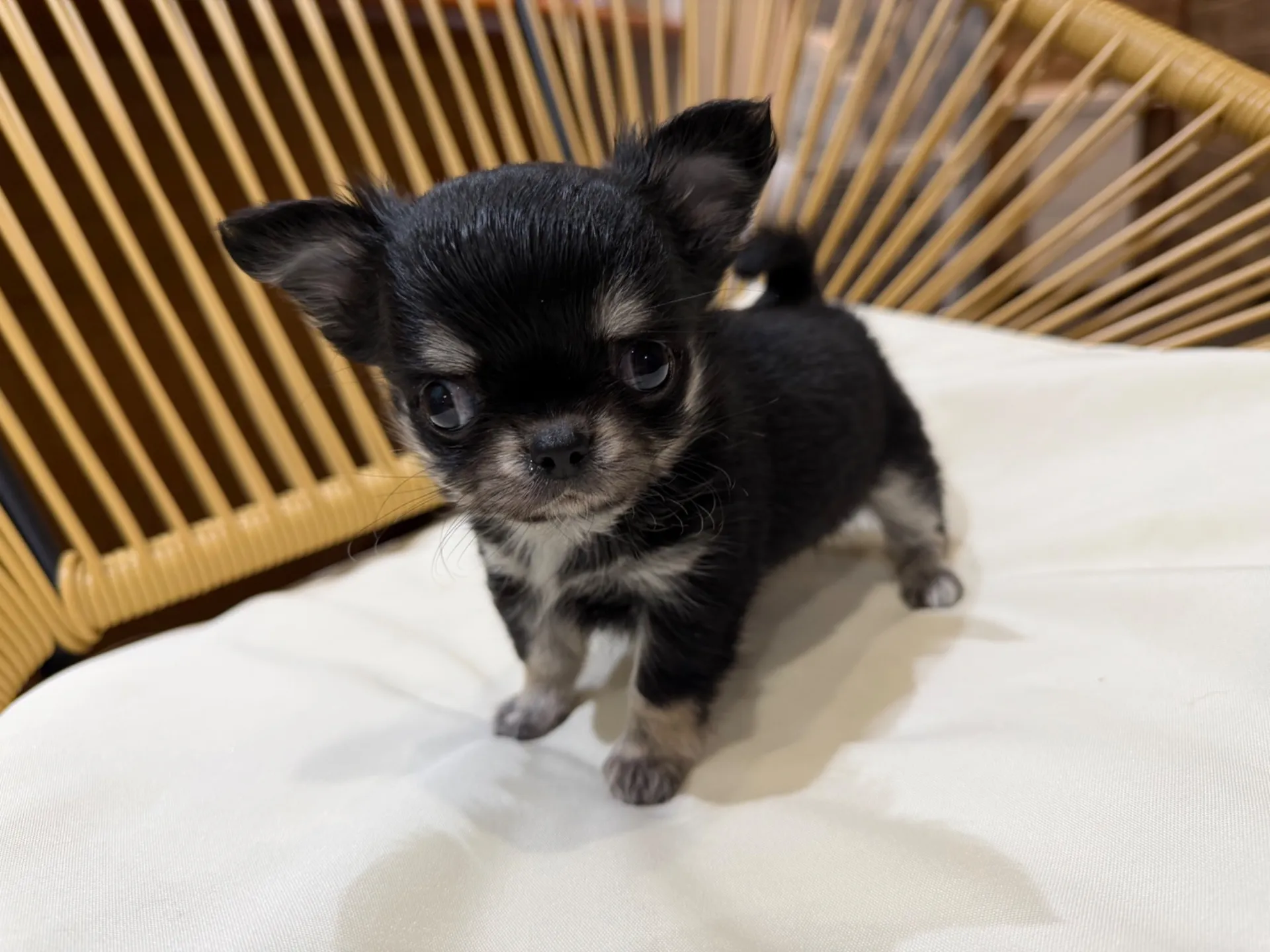 チワワ♂