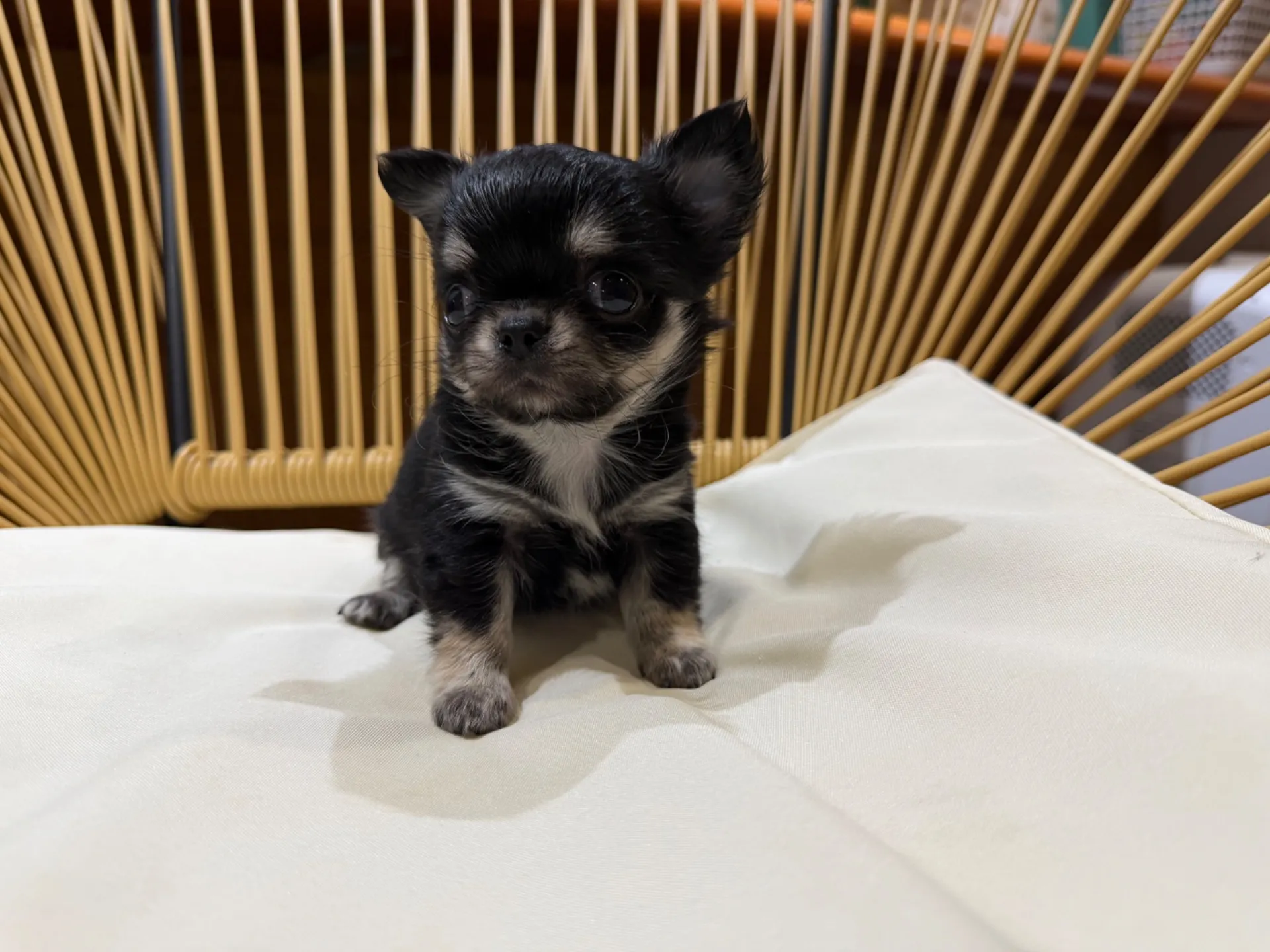 チワワ♂