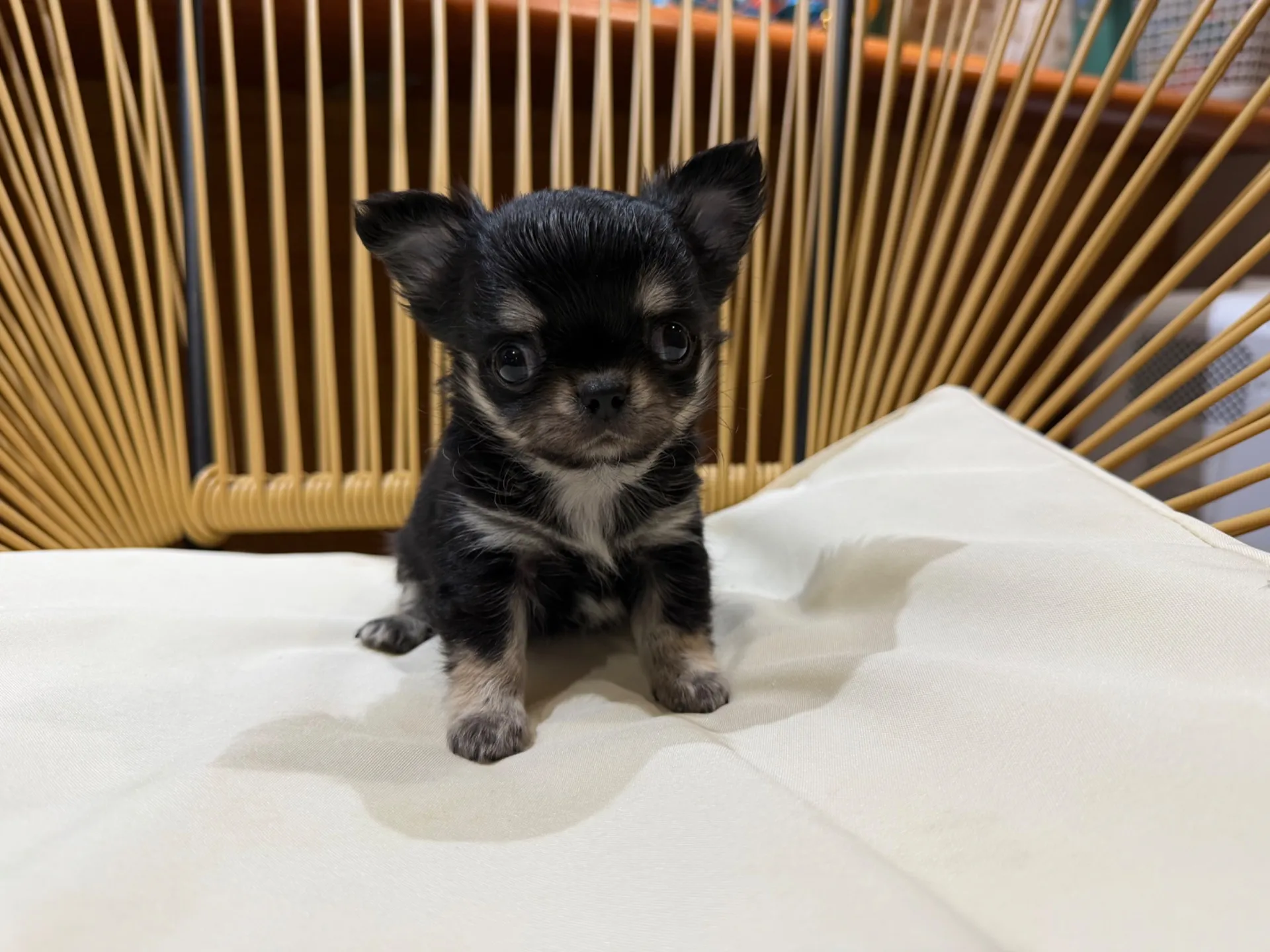 チワワ♂