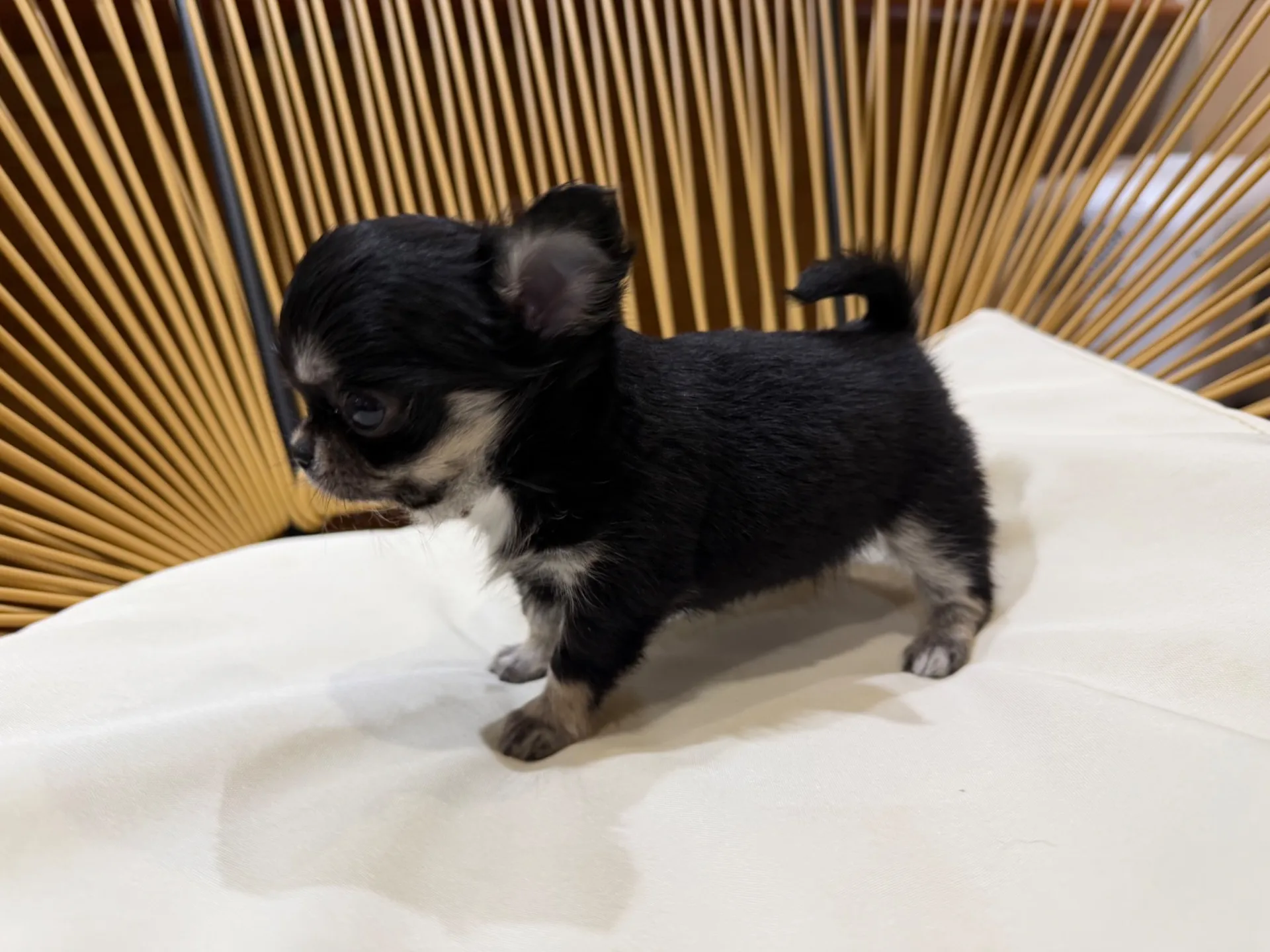 チワワ♂