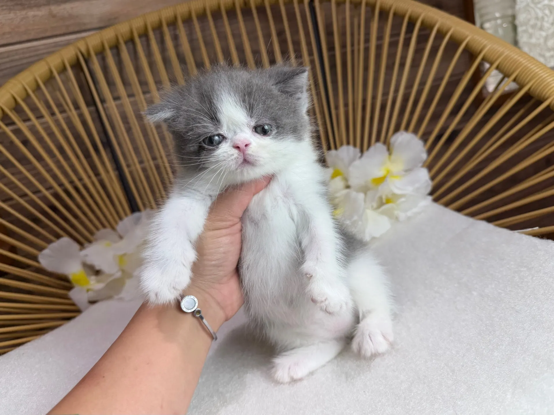 ミヌエット♂