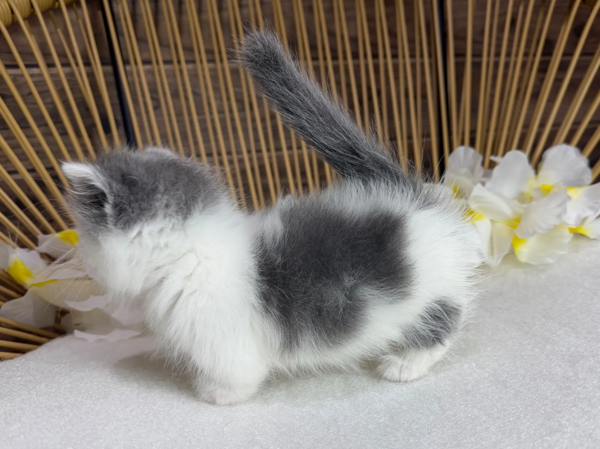 マンチカン♂