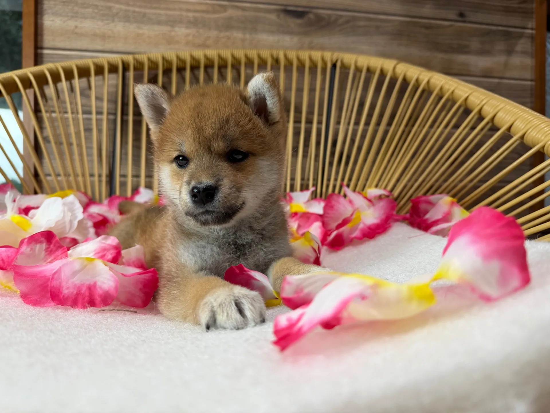 柴犬♂
