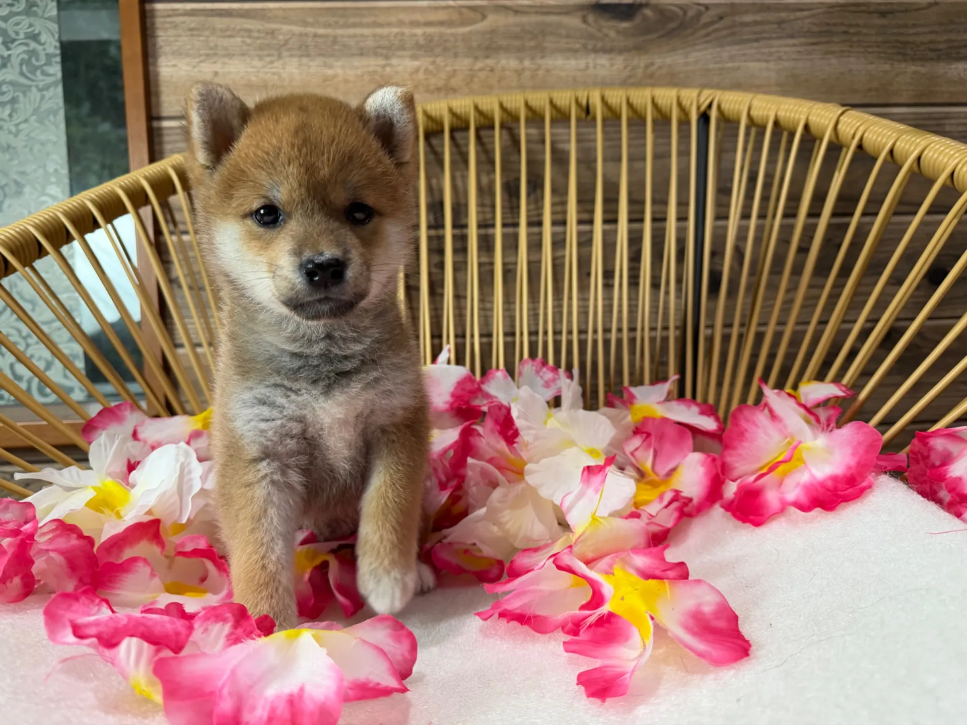 柴犬♂