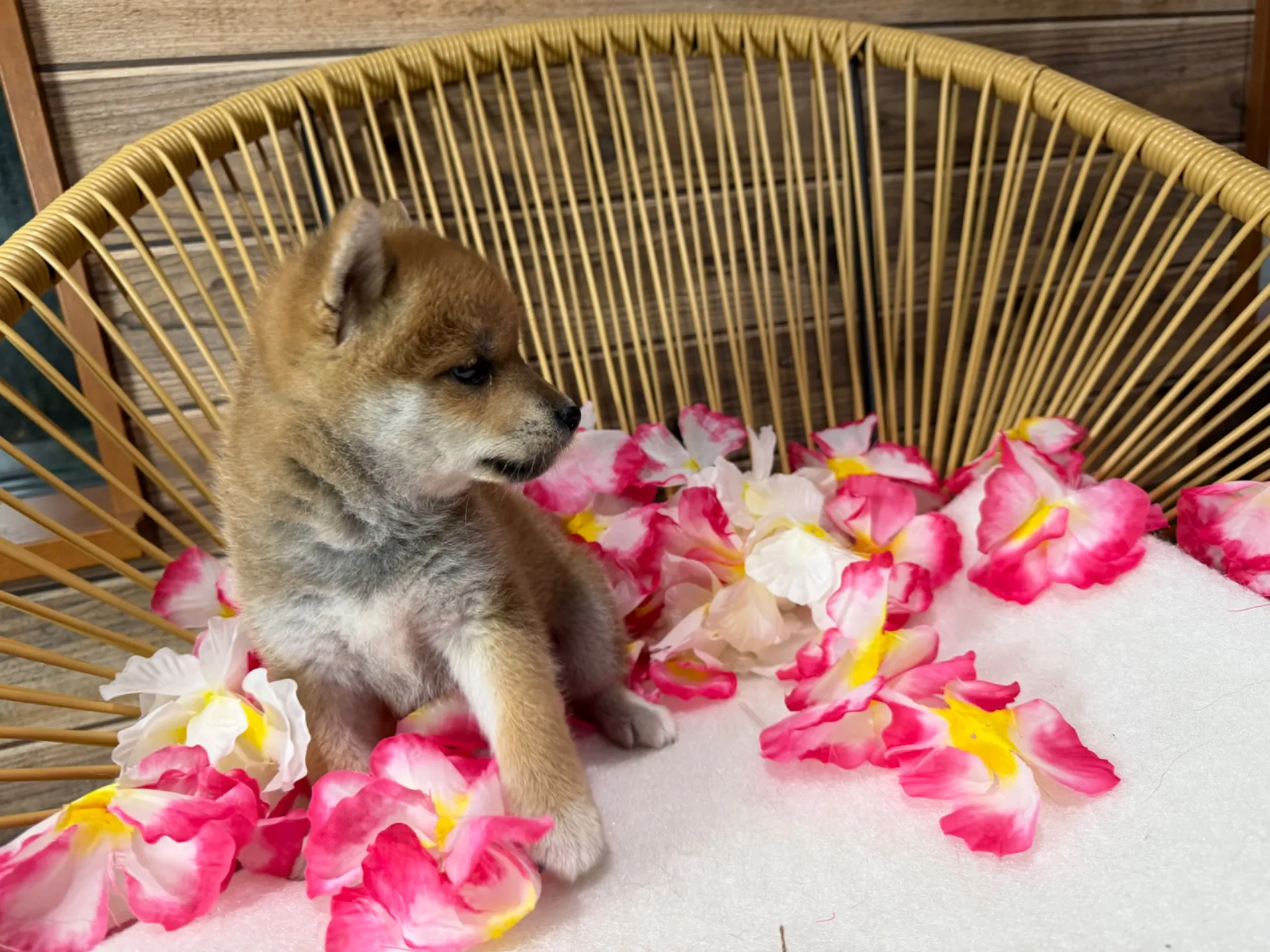 柴犬♂