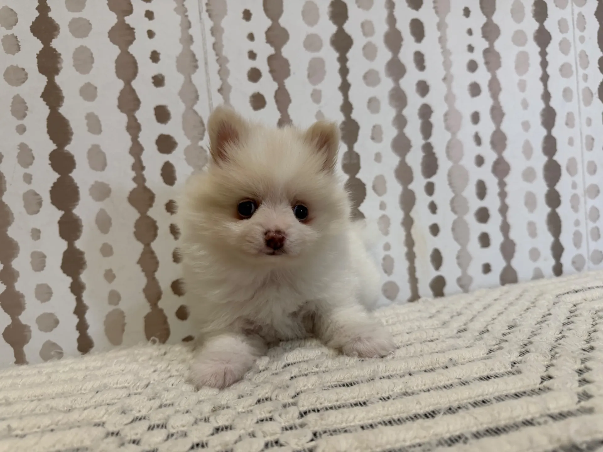 ポメラニアン♂
