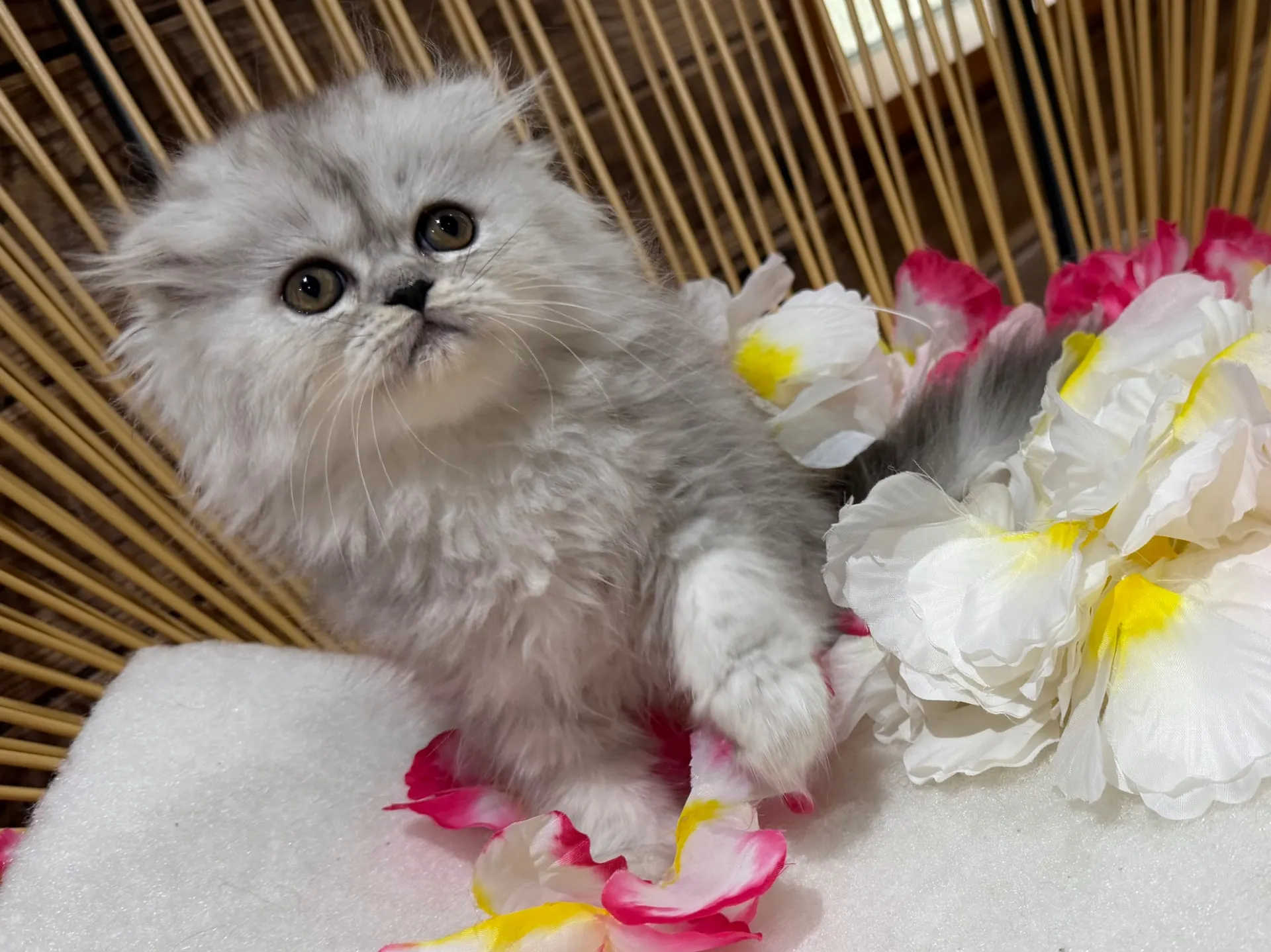 MIX猫♀
