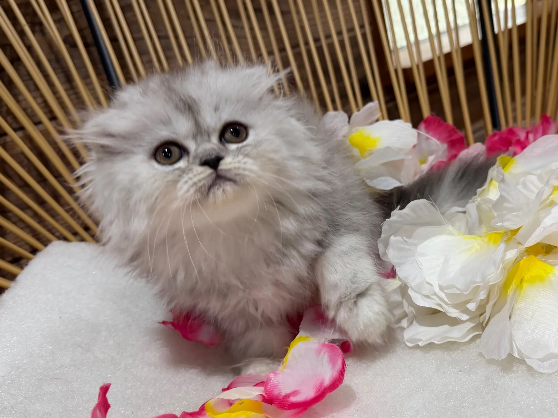 MIX猫♀