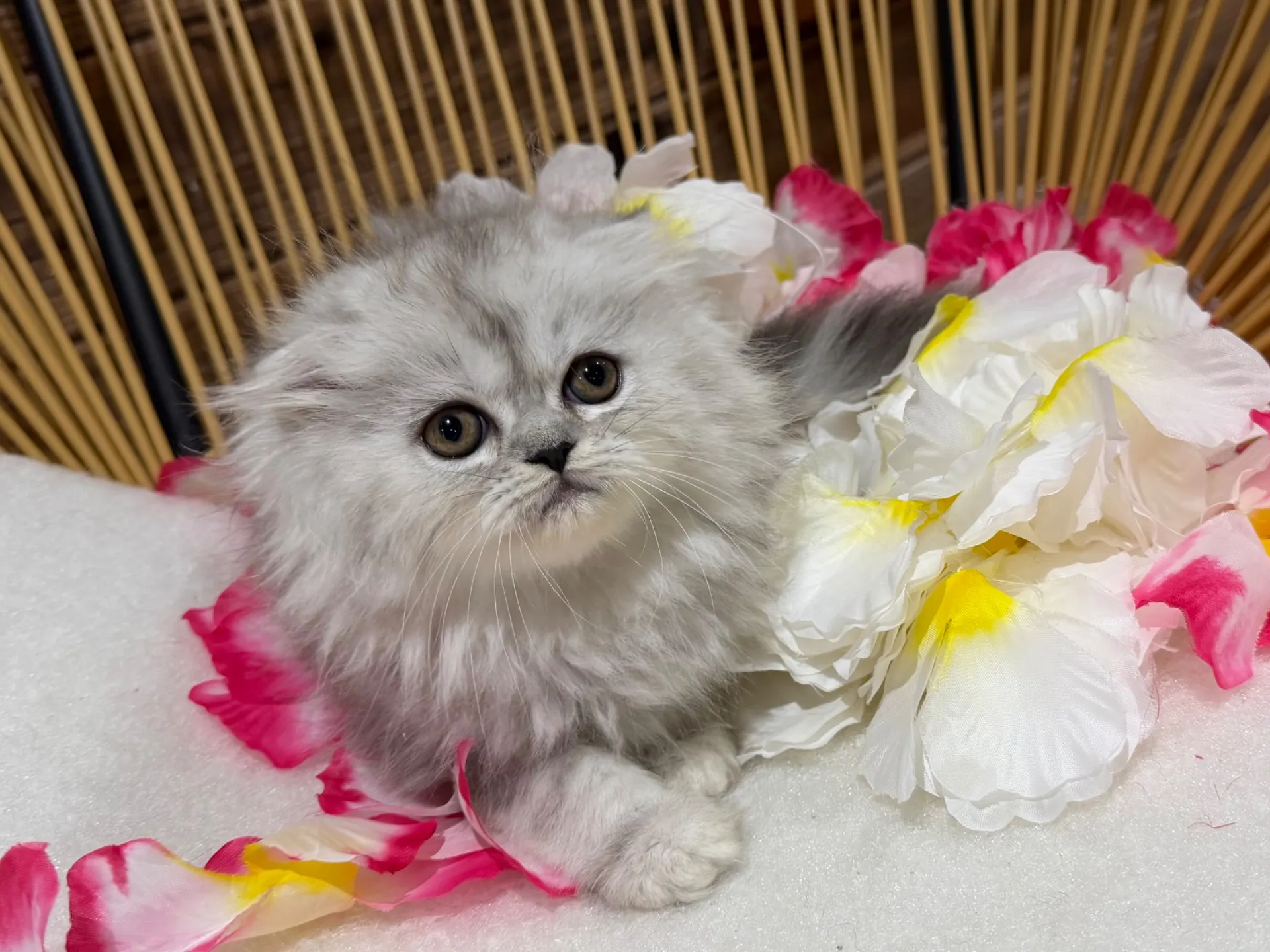 MIX猫♀