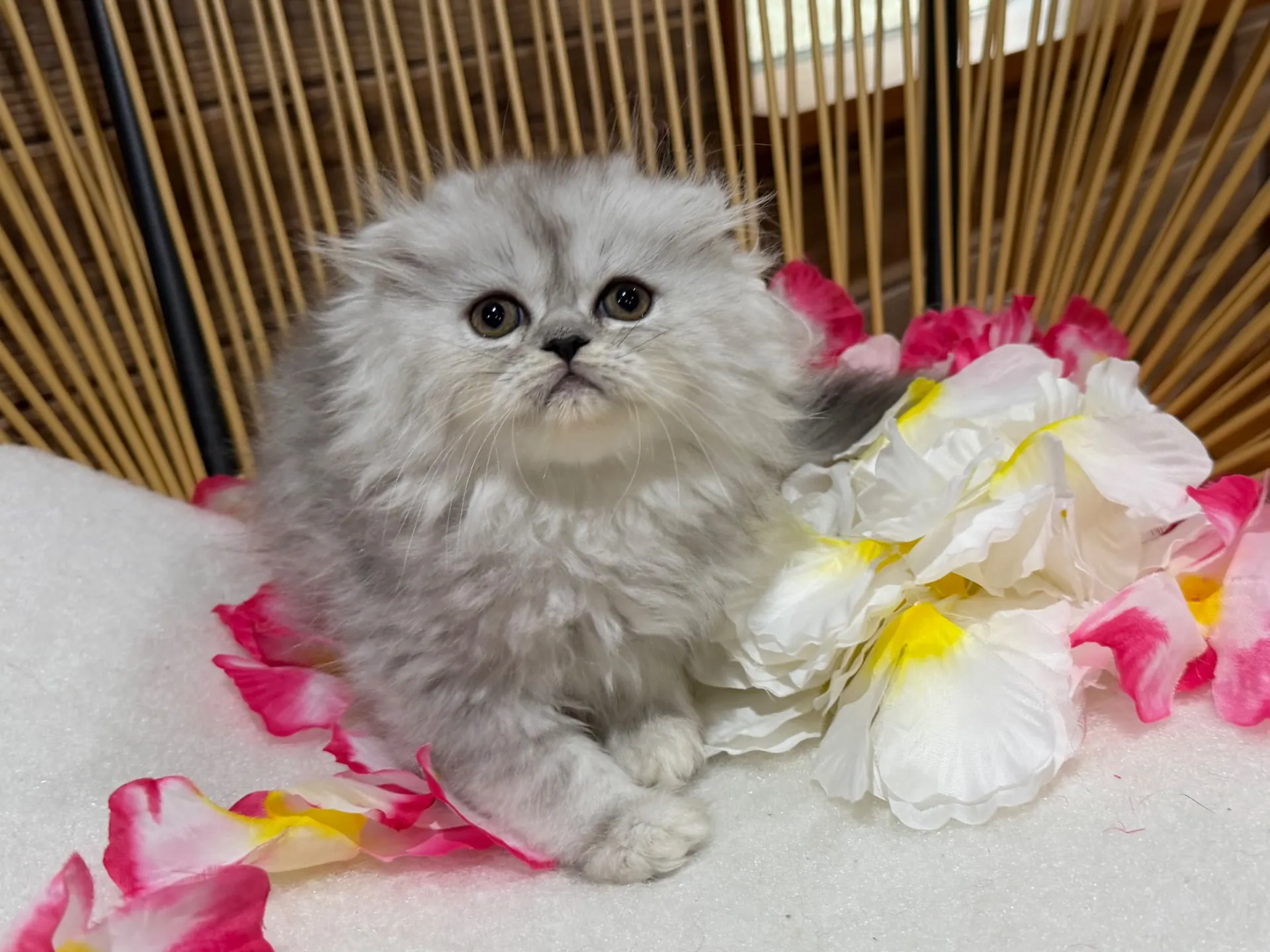 MIX猫♀