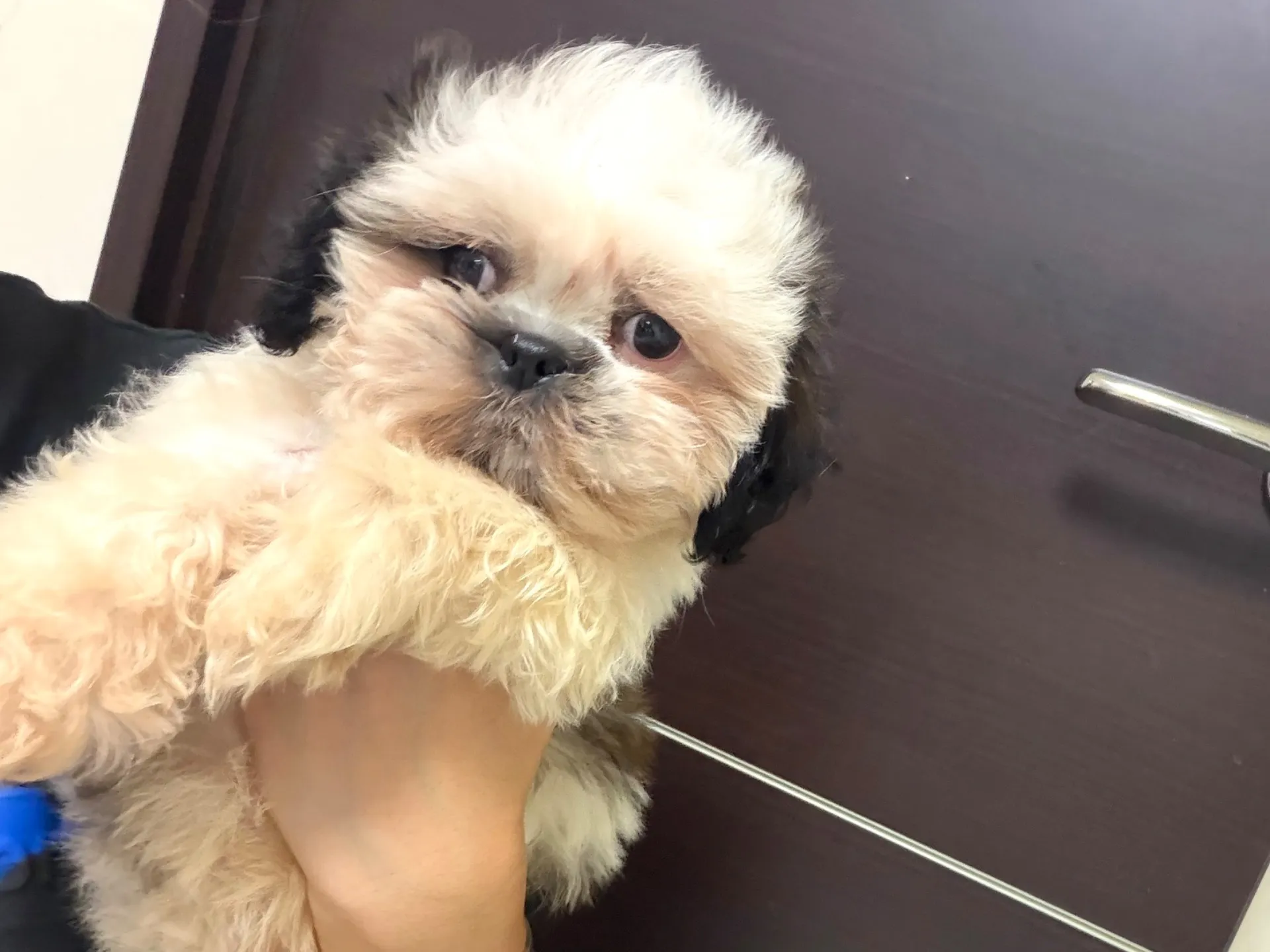 シーズー♂