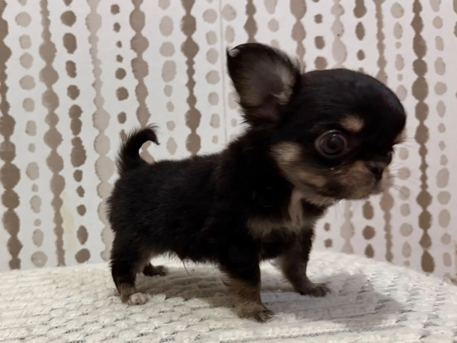 チワワ♂