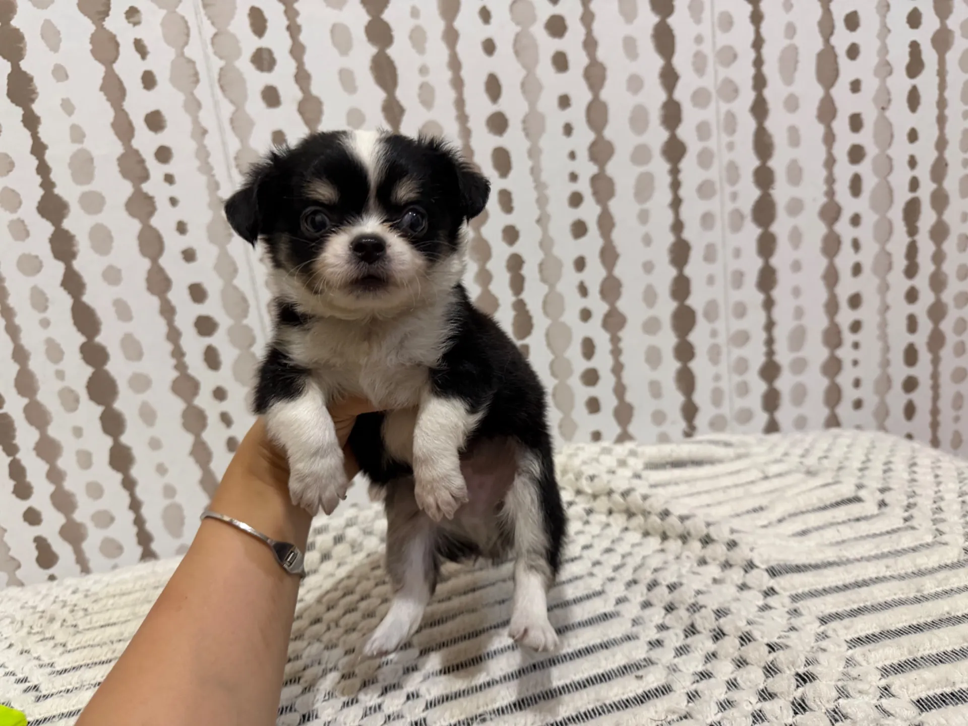 チワワ♂