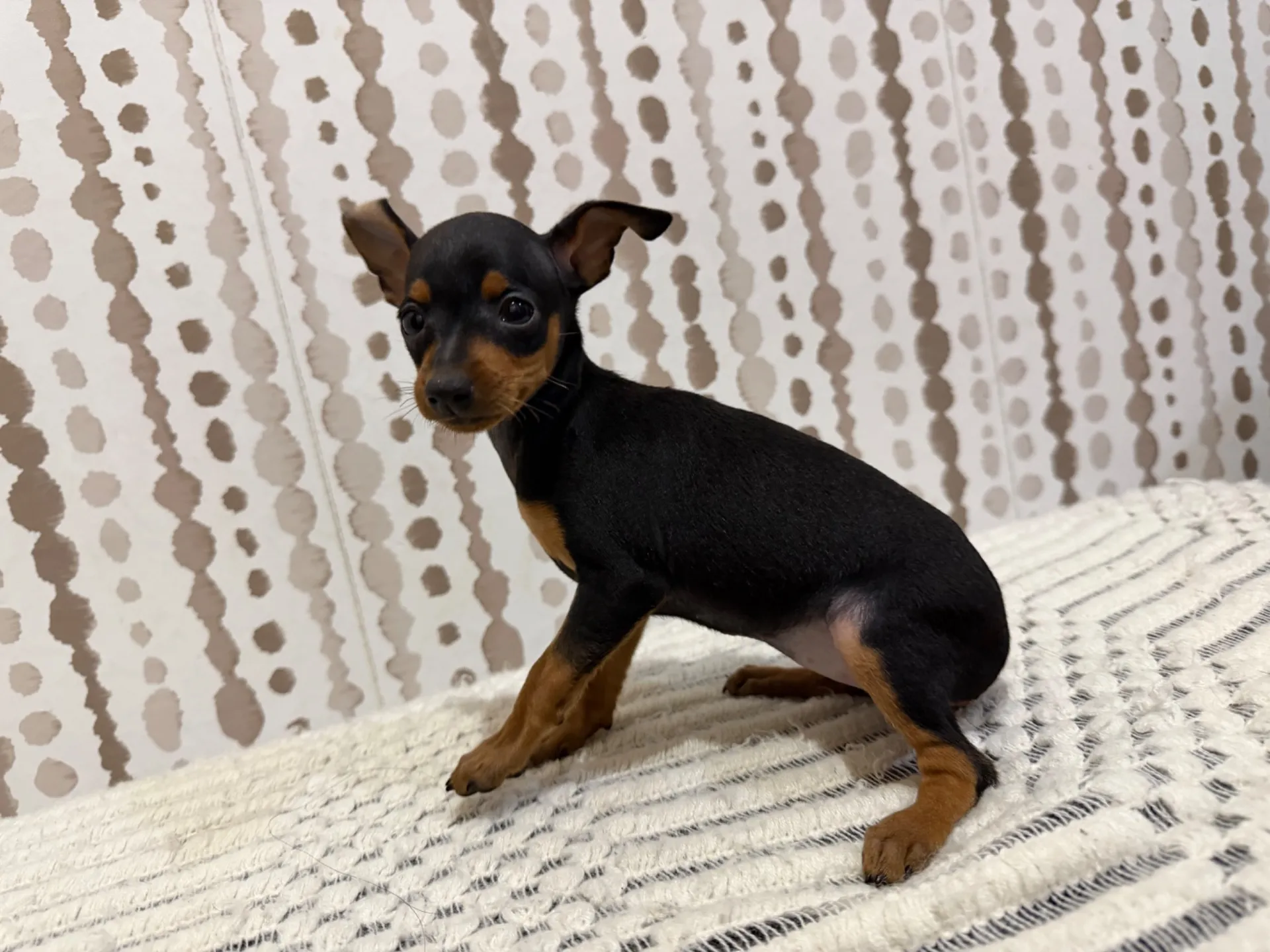 ミニピン♀