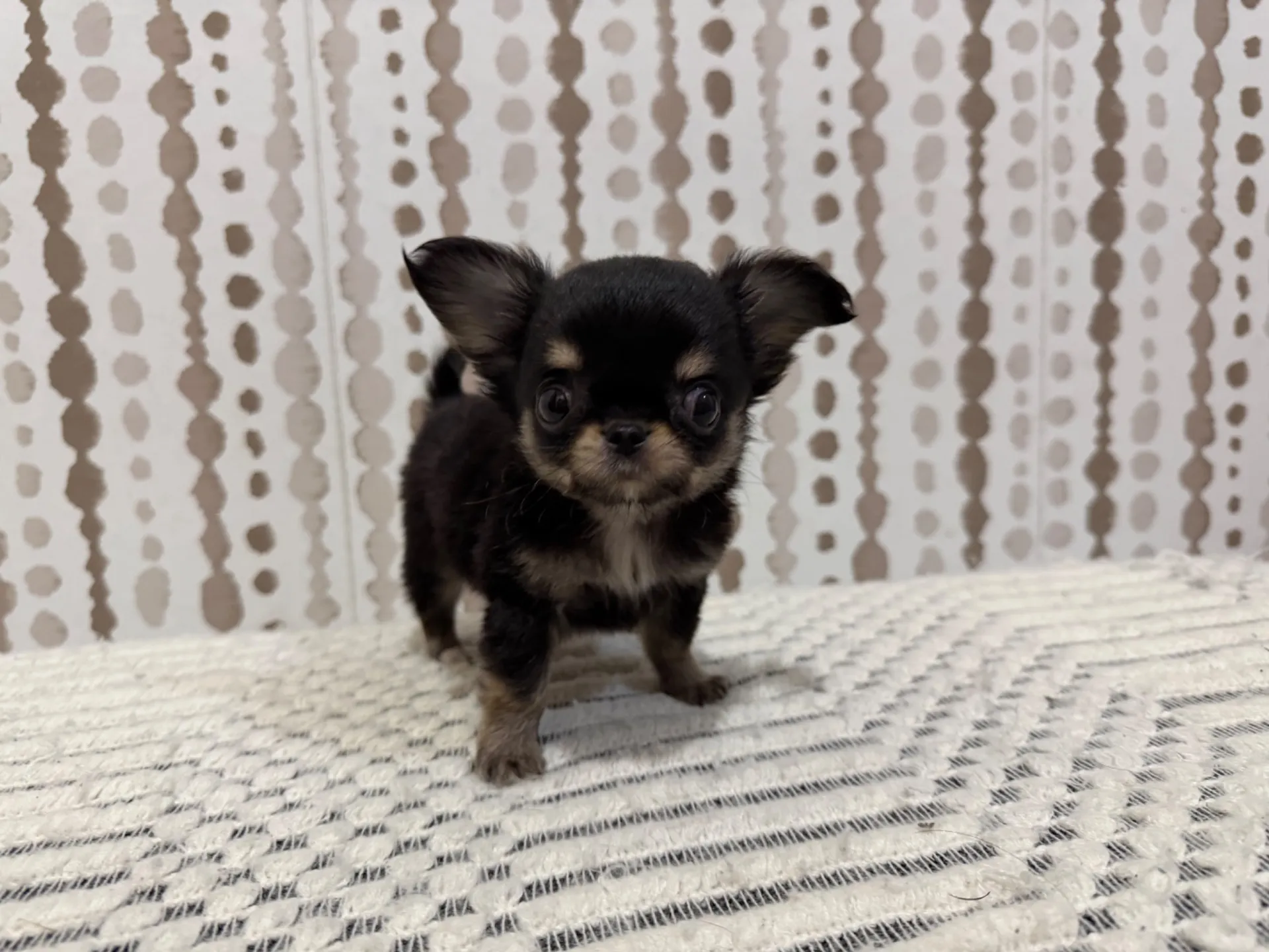 チワワ♂