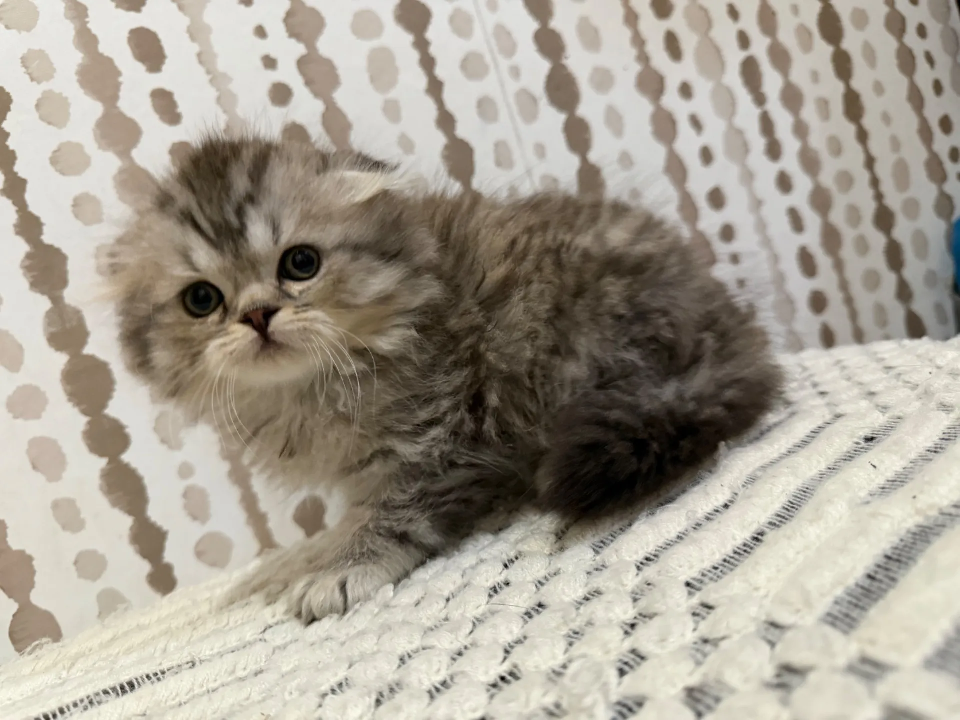 スコティッシュ♂