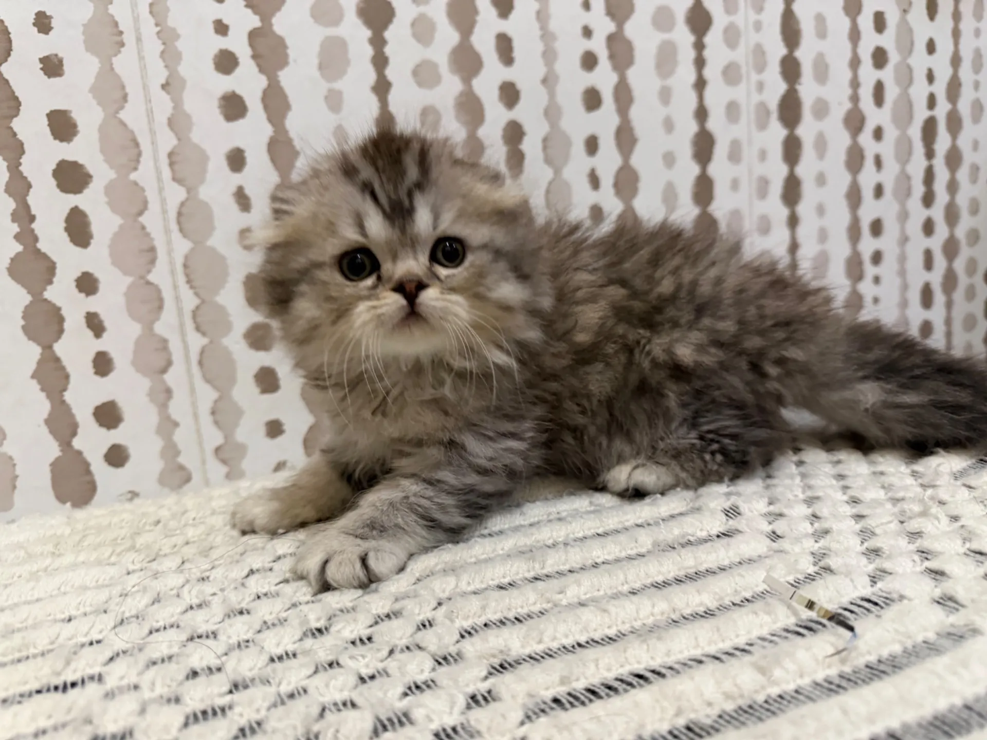 スコティッシュ♂