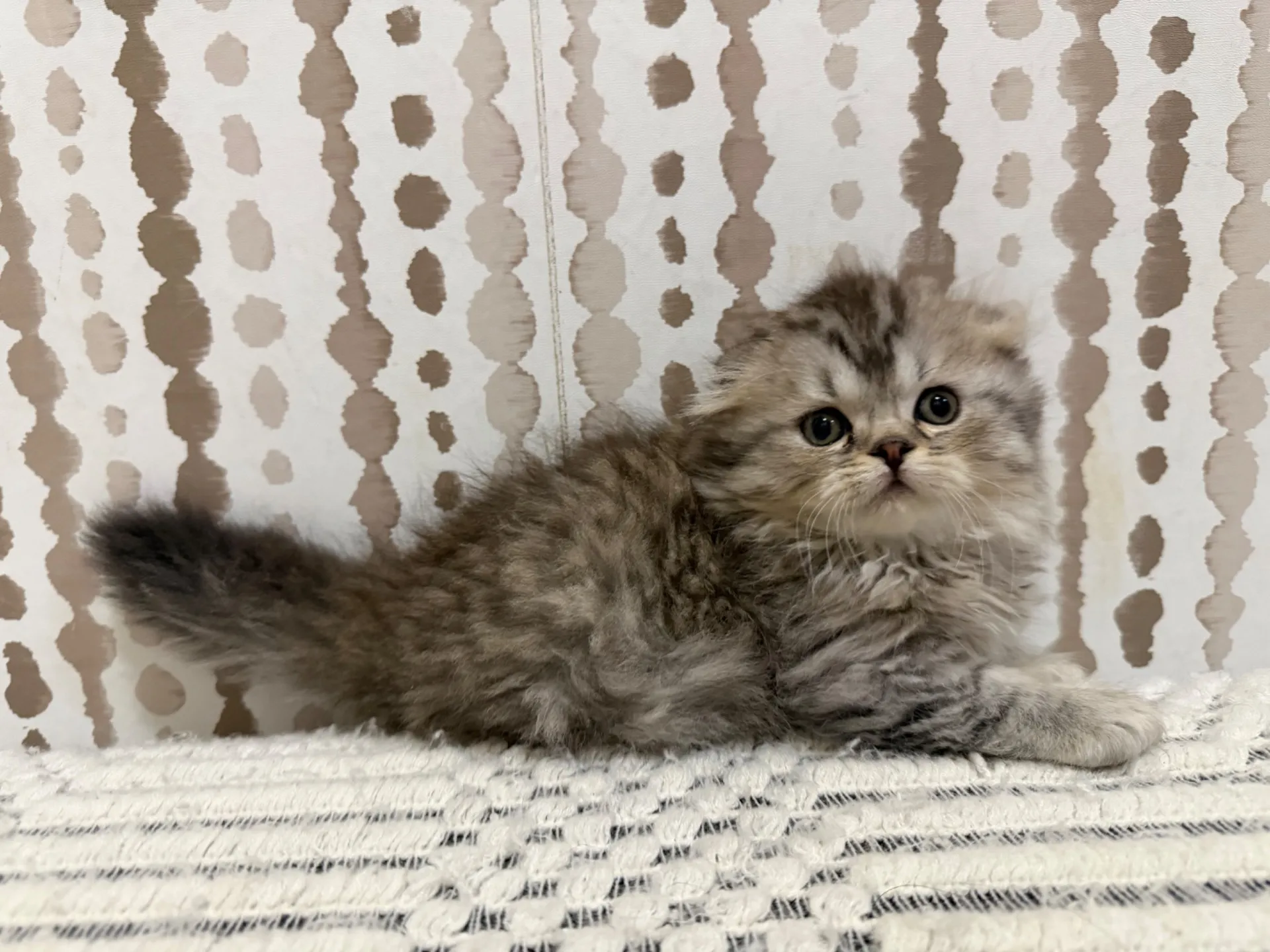 スコティッシュ♂