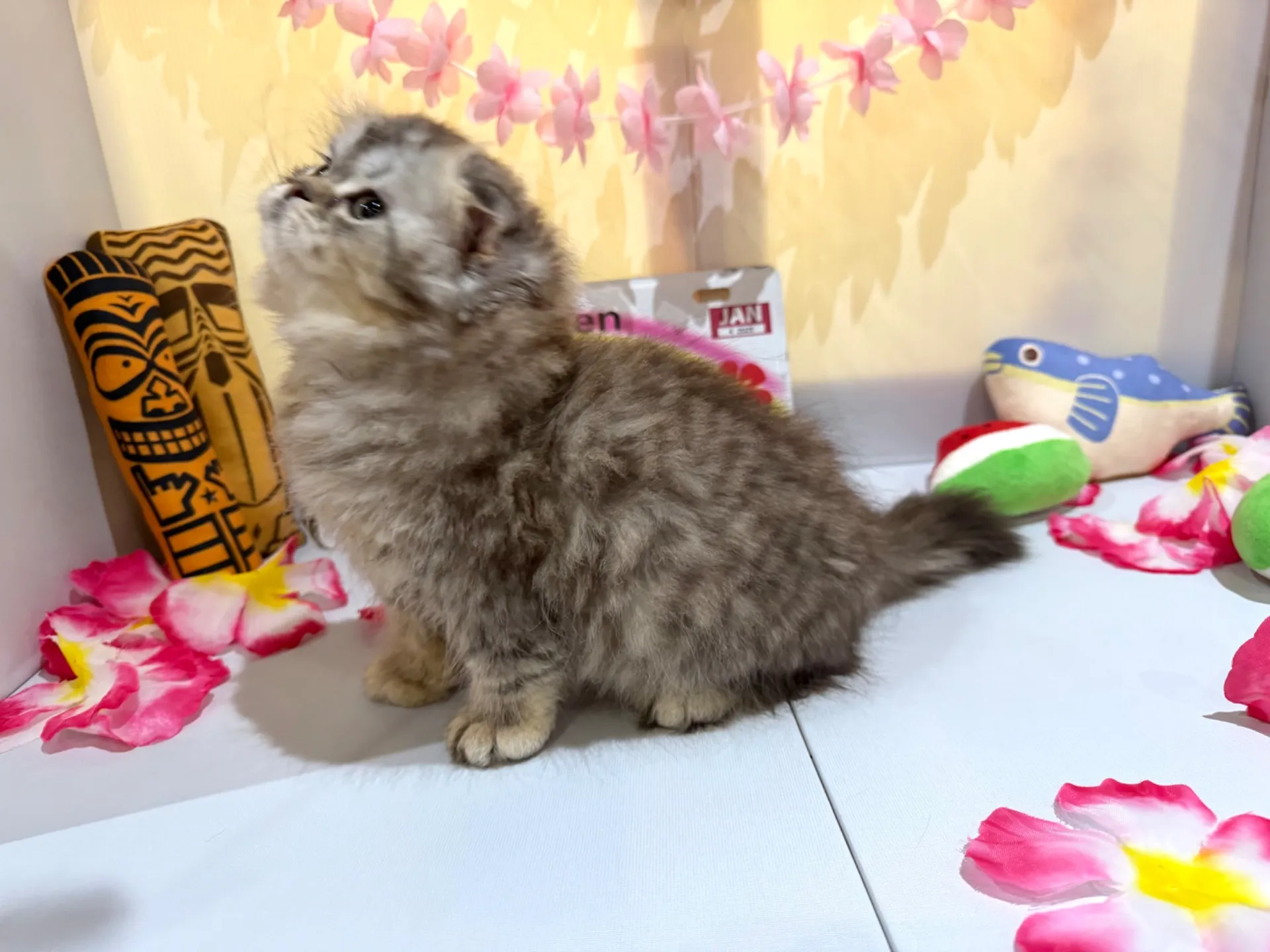 スコティッシュ♂