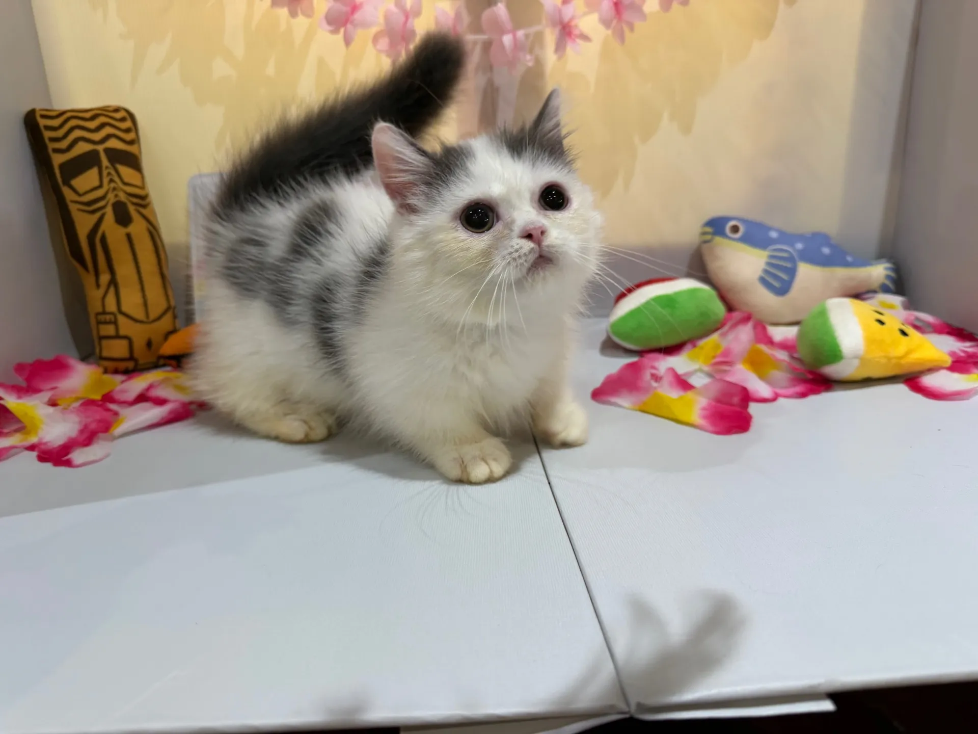 マンチカン♂
