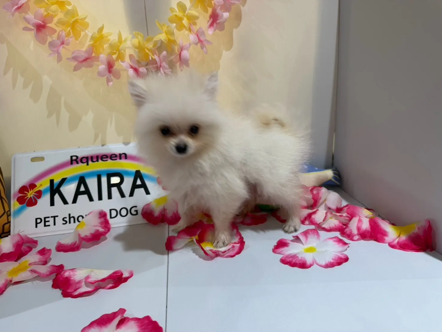 ポメラニアン♂