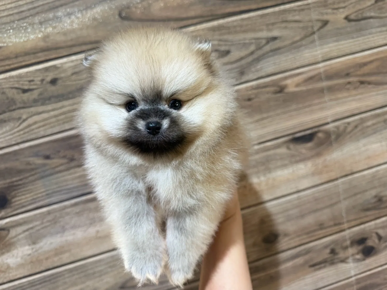 ポメラニアン♂